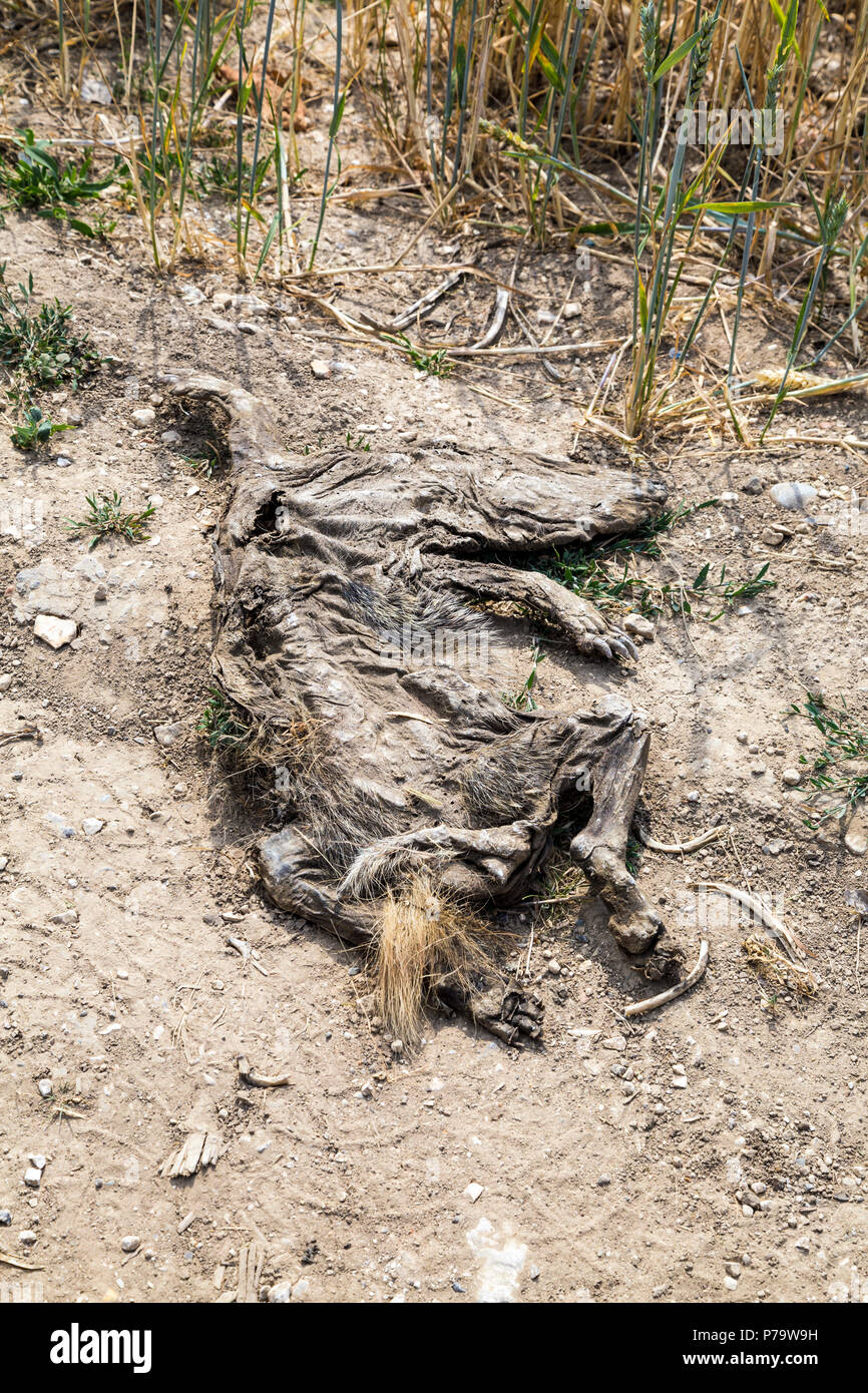Essiccato resti di un animale sul ciglio della strada, South Downs National Park, Regno Unito Foto Stock