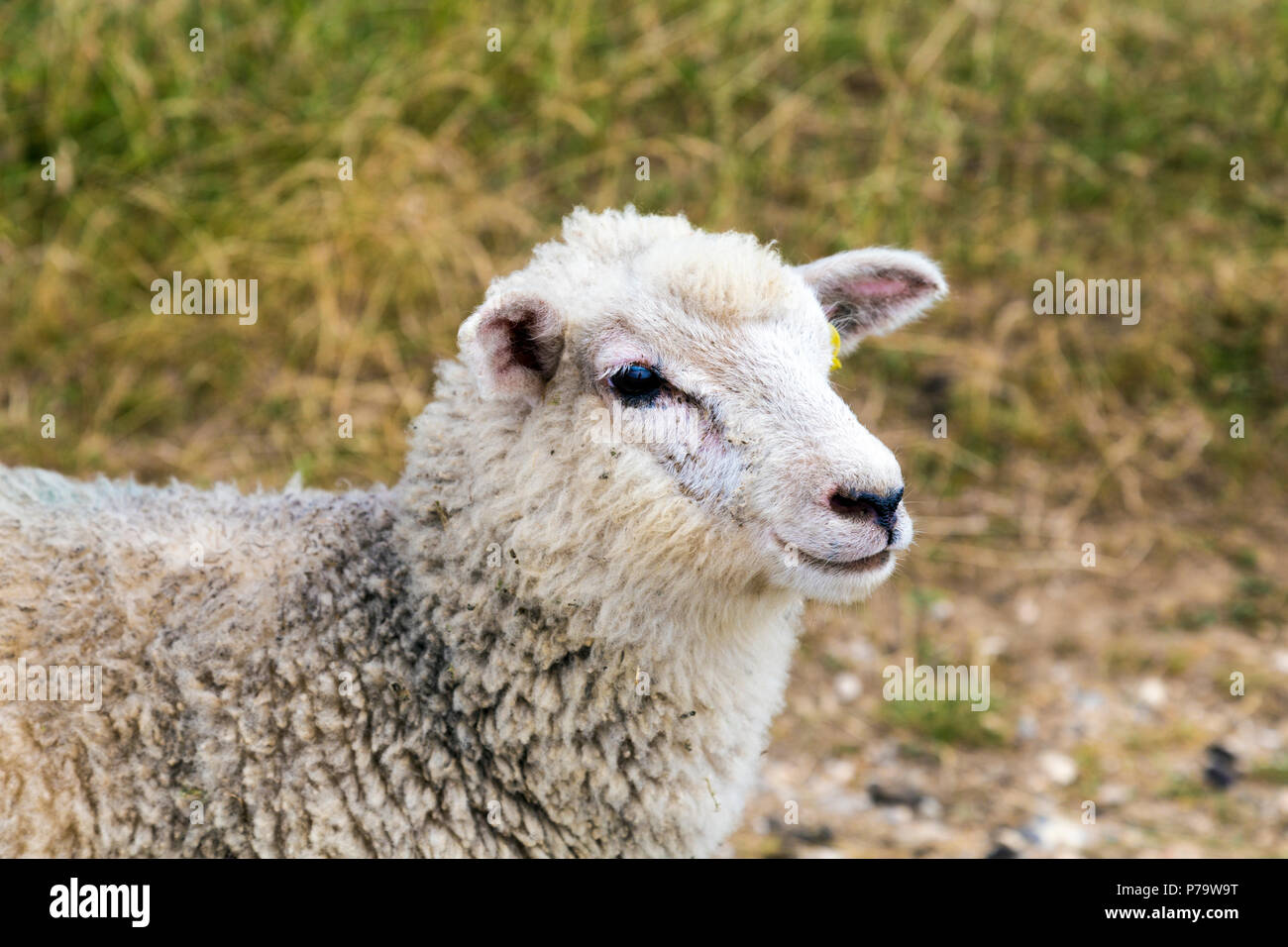 Close-up di una testa di pecora, South Downs, Regno Unito Foto Stock