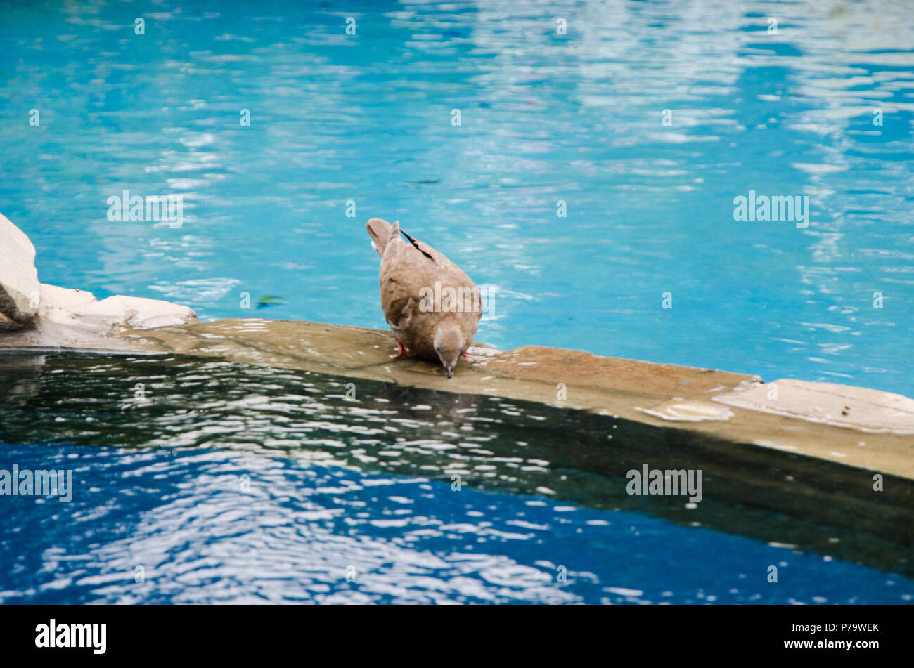 Un piccione che beve acqua da una fontana in estate calda Foto Stock