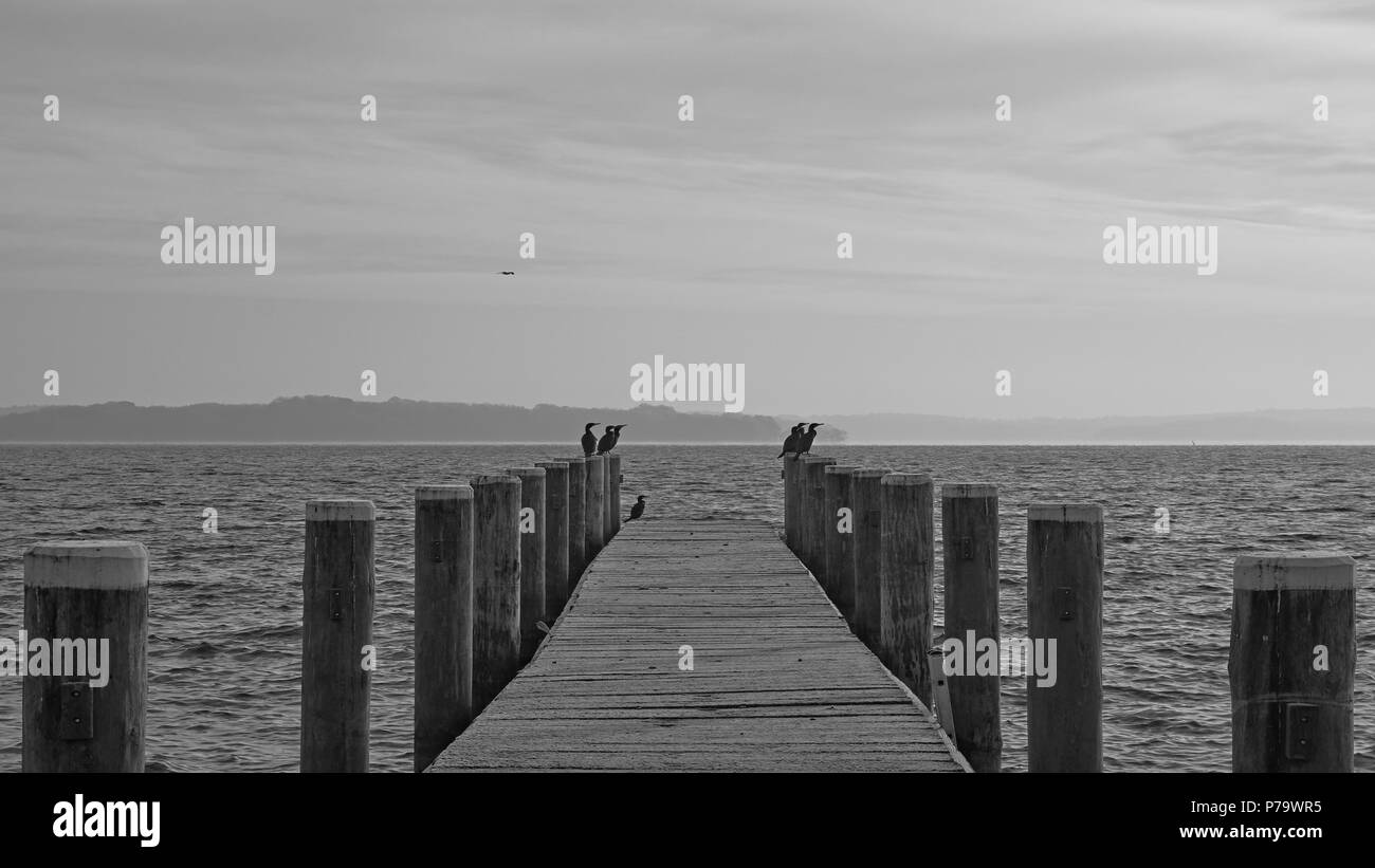 Cormorani sul lago Schwerin Foto Stock