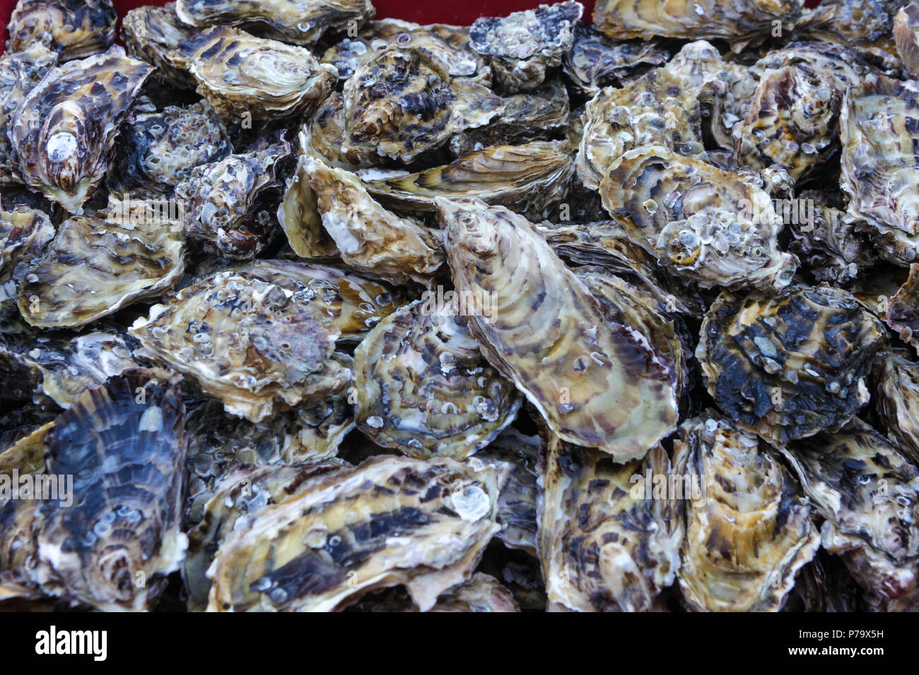 Florianopolis, Santa Catarina, Brasile. Close up di ostriche fresche in una fattoria di OYSTER. Foto Stock