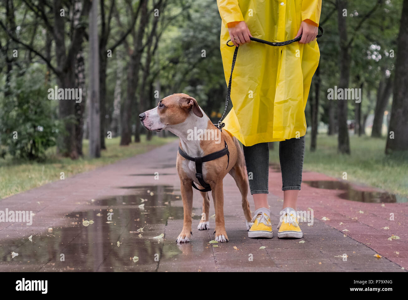 Passeggiate con il cane in un impermeabile sul giorno di pioggia. Persona di sesso femminile e staffordshire terrier cane stand sul marciapiede in parco urbano in caso di maltempo Foto Stock