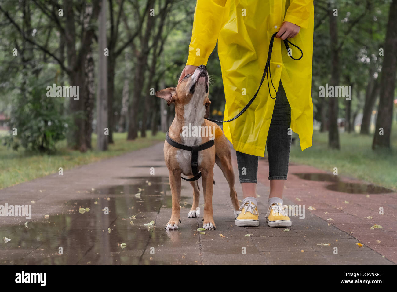 Passeggiate con il cane in giallo impermeabile sul giorno di pioggia. Foto Stock