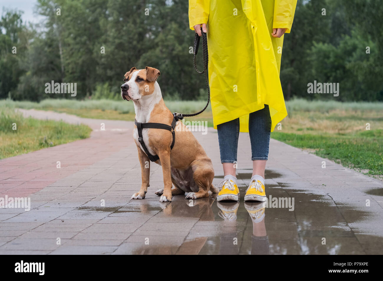 Passeggiate con il cane in giallo impermeabile sul giorno di pioggia. Foto Stock