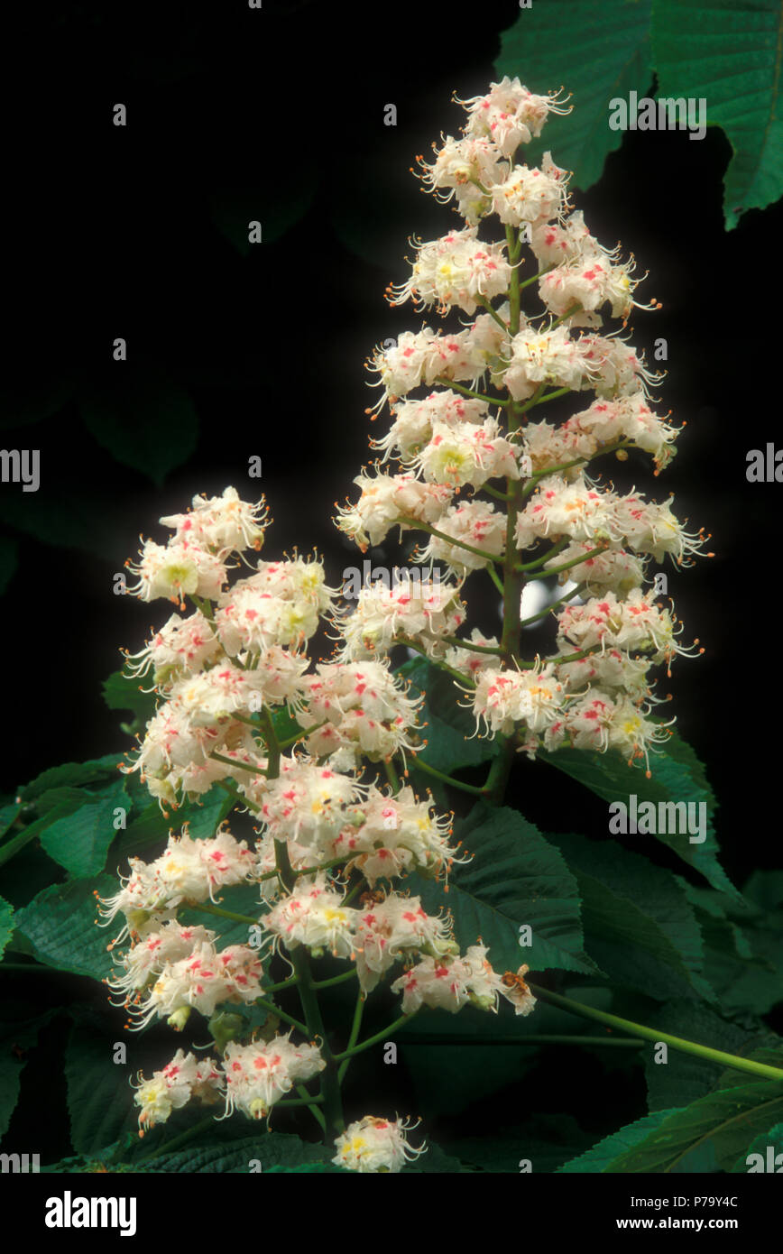 AESCULUS HIPPOCASTANUM (fiore) Foto Stock