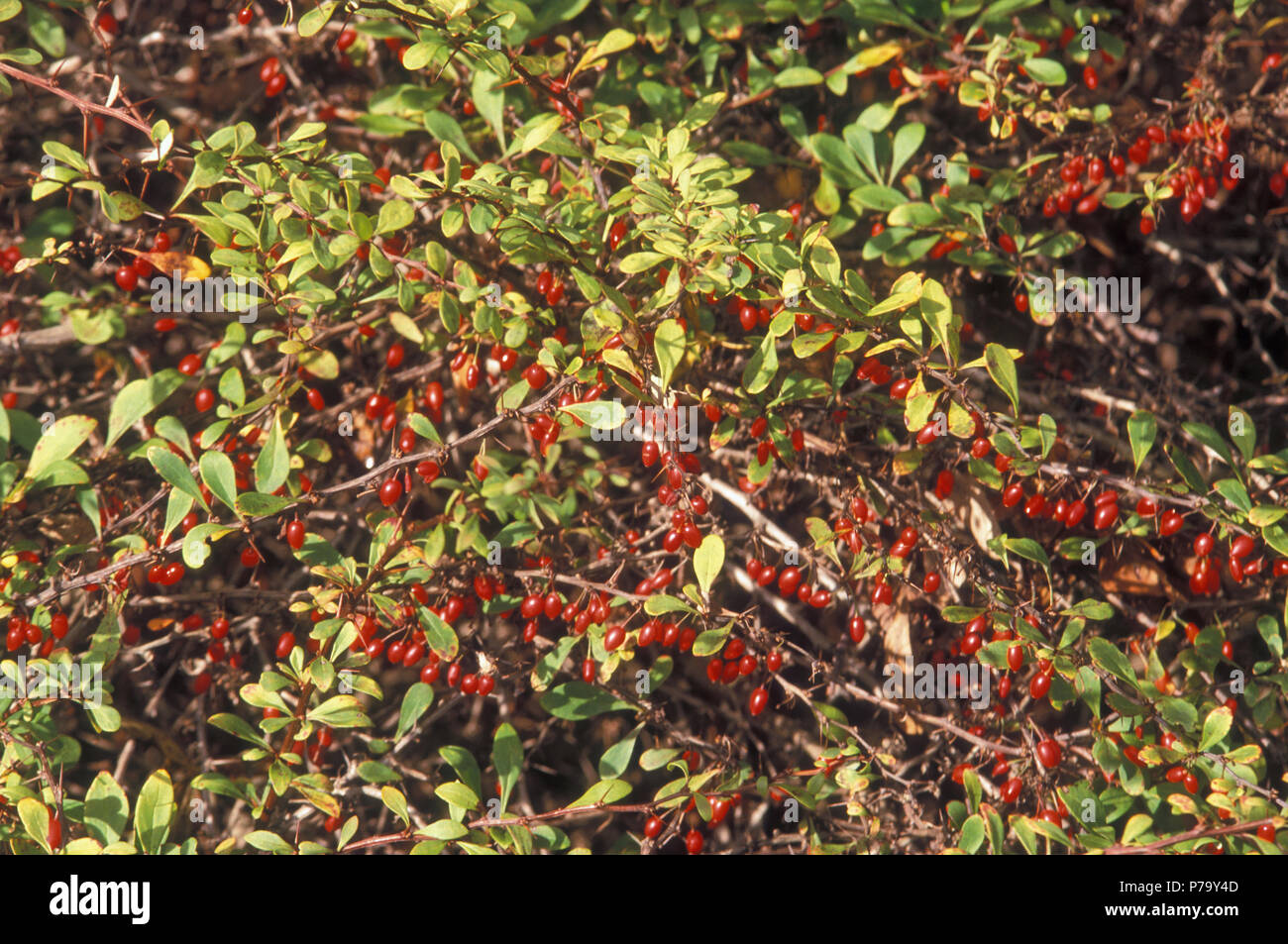 Crespino (berberis THUNBERGII) Foto Stock