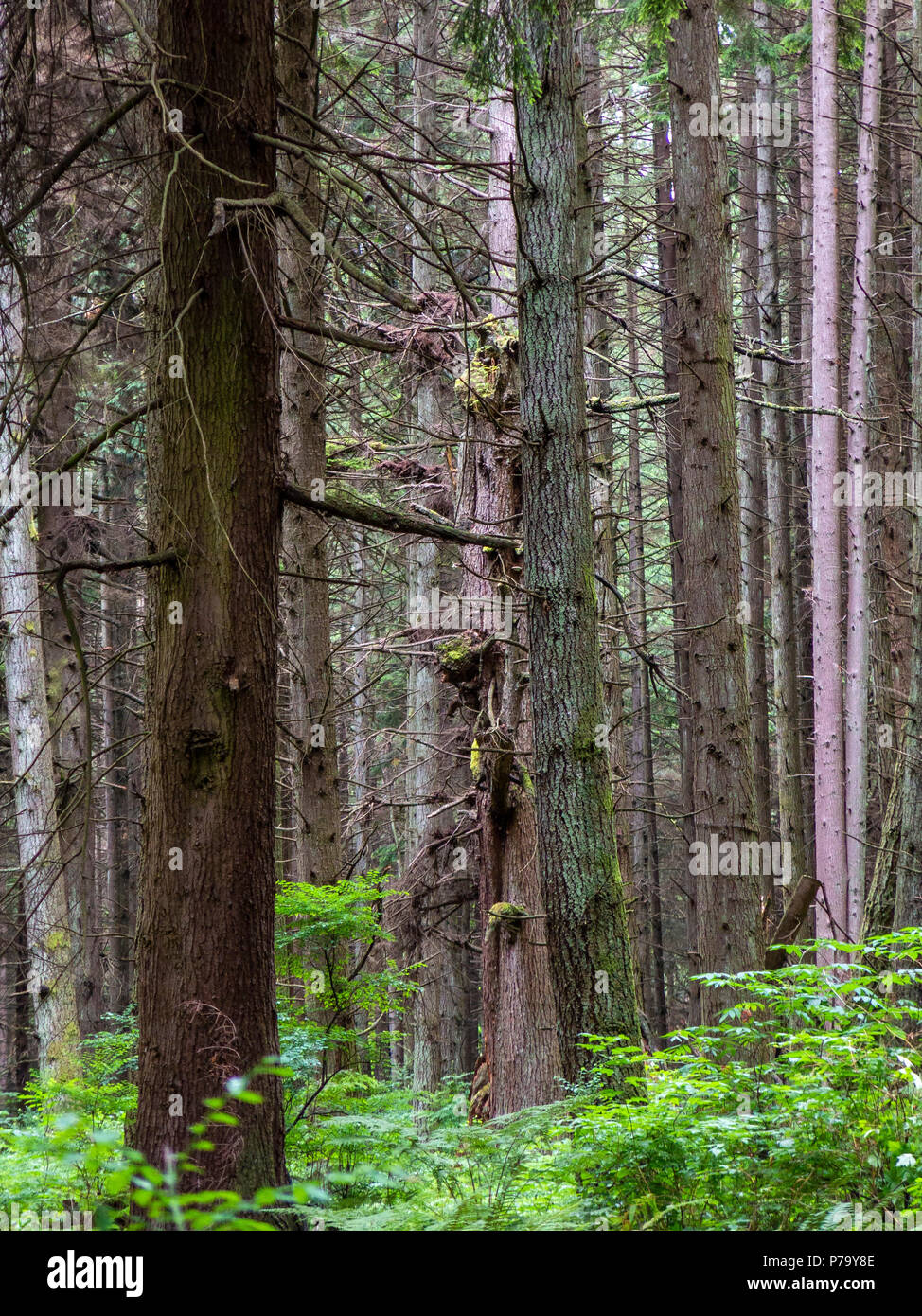 Western la cicuta e douglas fir foresta di conifere in British Columbia canada Foto Stock