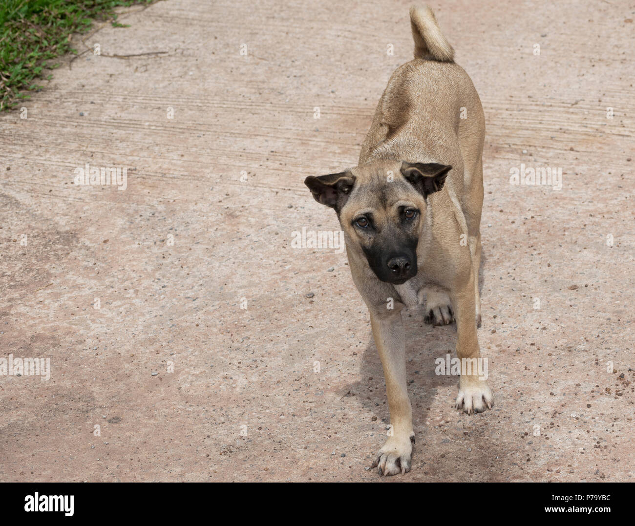 Thai Ridgeback cane maschio (Canis) razza mista wheaten colore nero naso permanente sulla strada concreta in Udon Thani, Isaan, nel nord-est della Thailandia Foto Stock