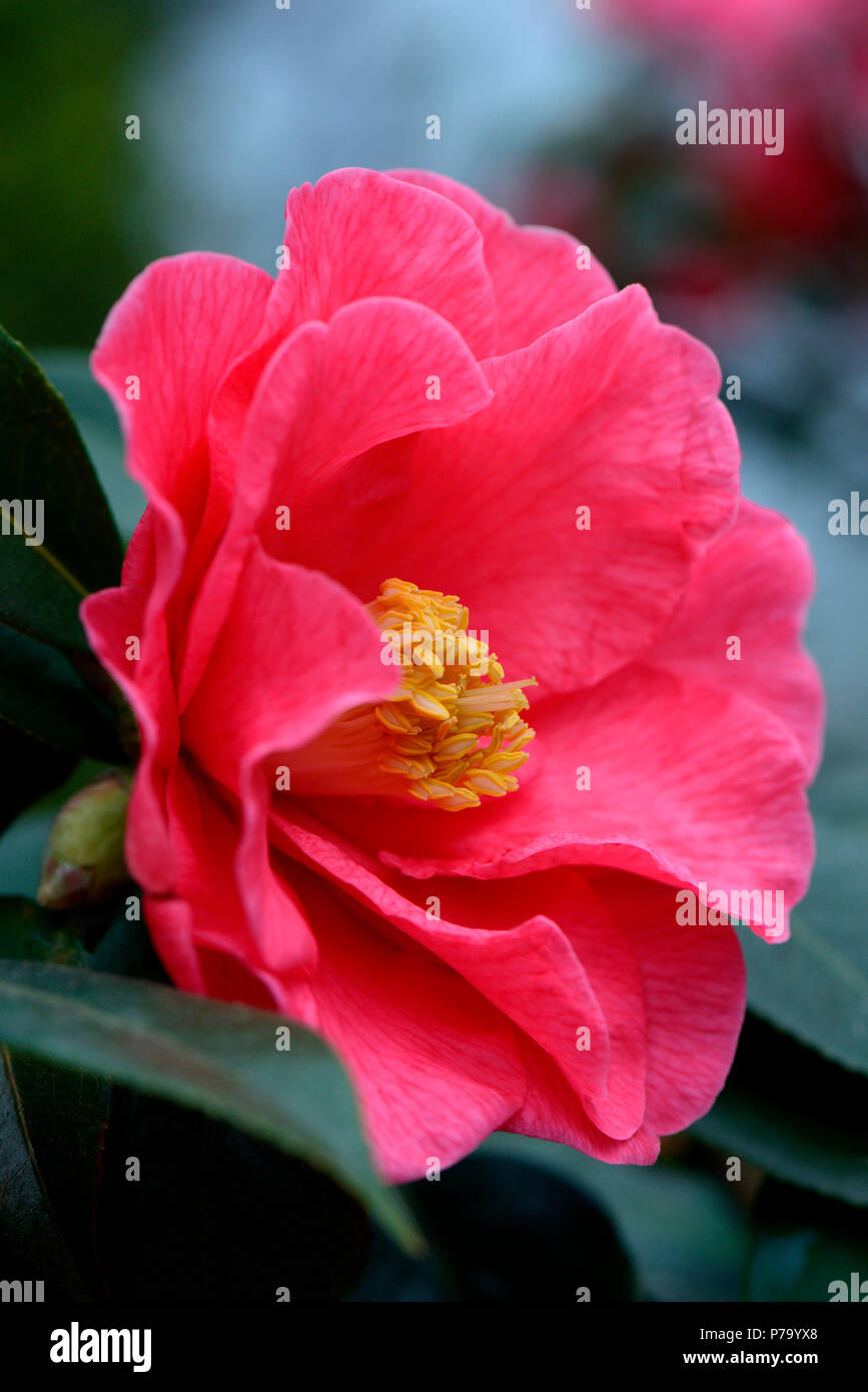 Japanische Kamelie, Sorte "royalty", Camellia japonica x Camellia reticulata Foto Stock