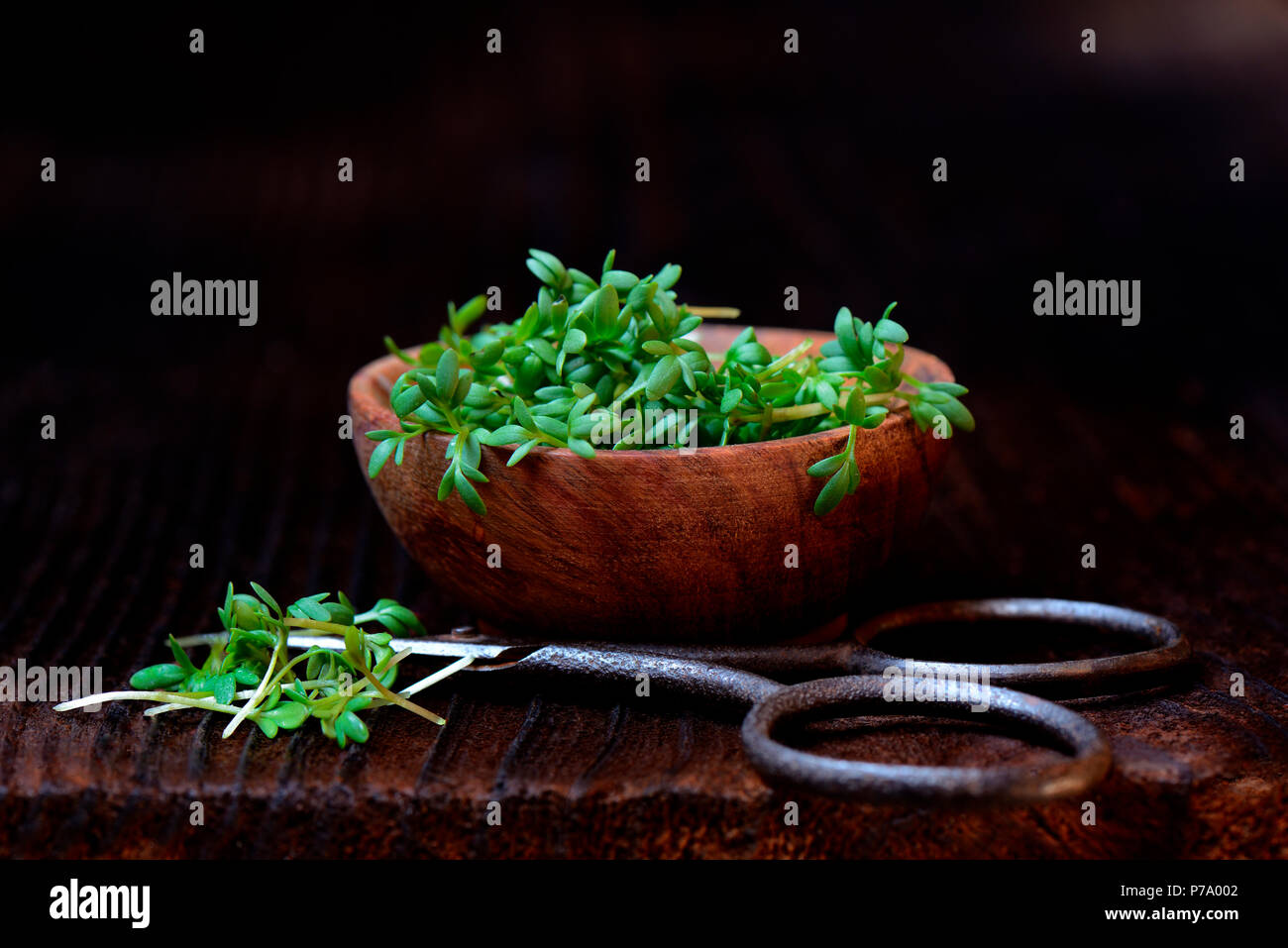 In Gartenkresse Schale mit Schere, Lepidium sativum, Kresse-Sprossen, Kressesprossen Foto Stock