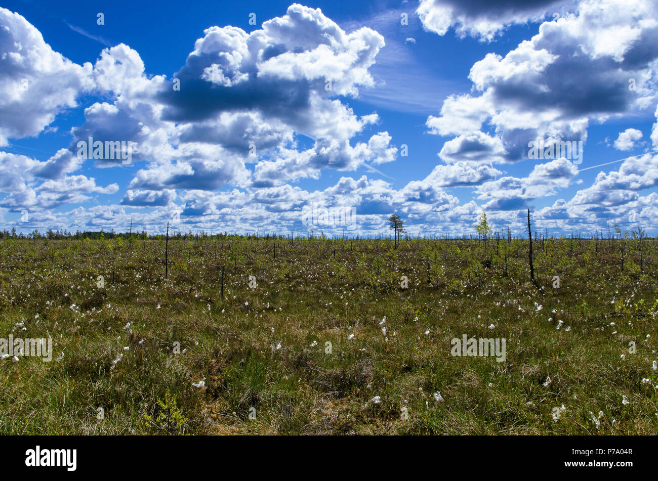 Paesaggio estivo con un prato incolto con cotone soffice erba e cielo blu con nuvole sorprendenti Foto Stock