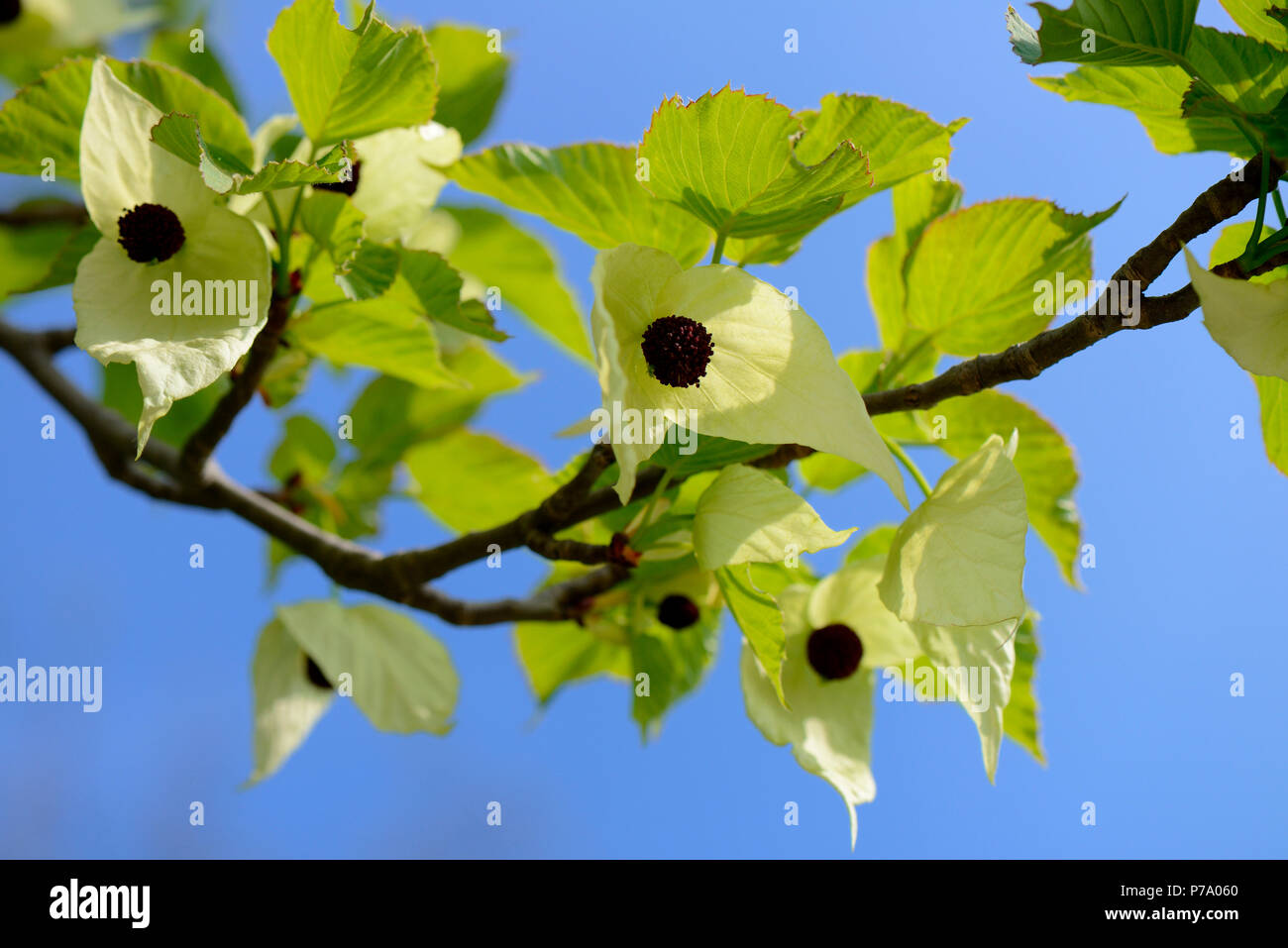 Taschentuchbaum, Davidia involucrata vilmoriniana Foto Stock