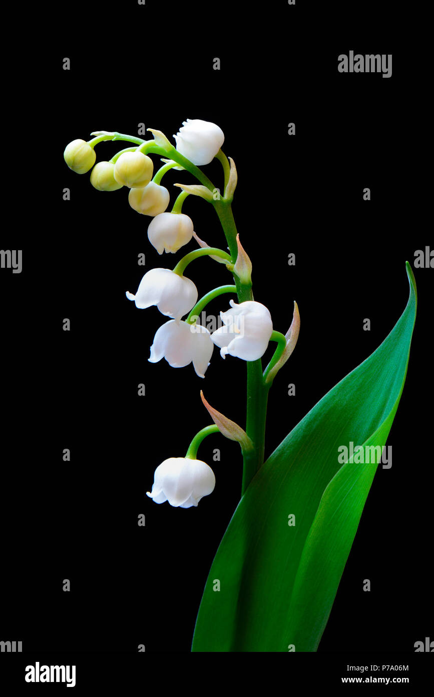 Maigloeckchen, convallaria majalis Foto Stock