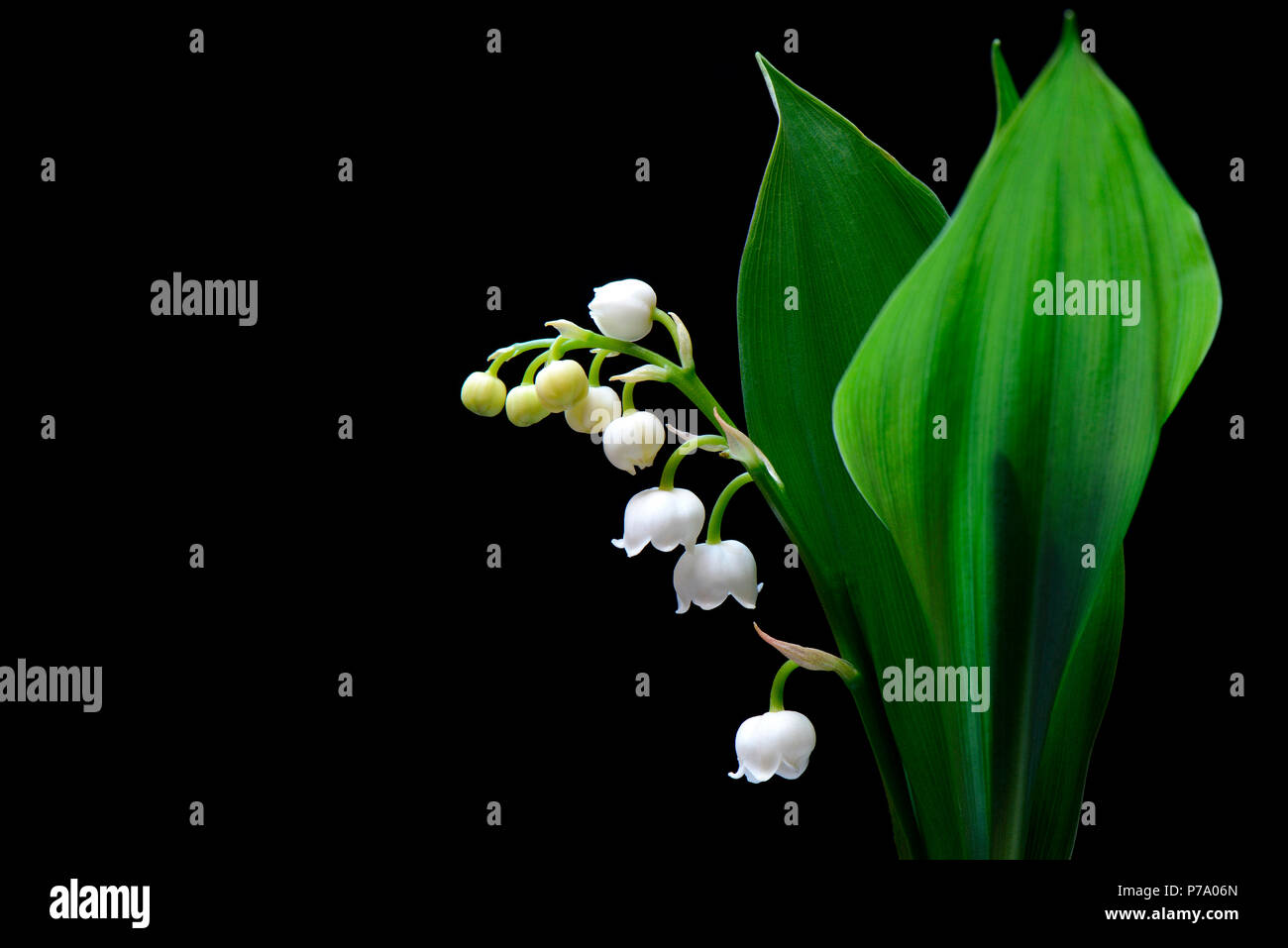 Maigloeckchen, convallaria majalis Foto Stock