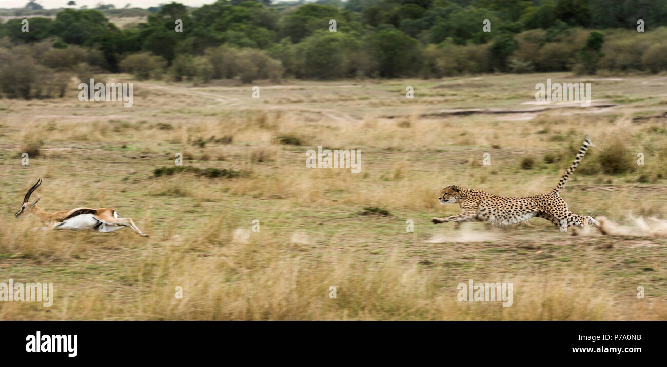 Ghepardo a caccia di Thomson gazzella Foto Stock