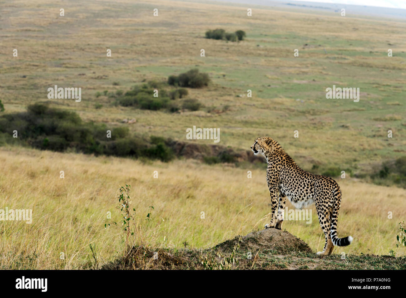 Cheetah cercando per il gioco Foto Stock