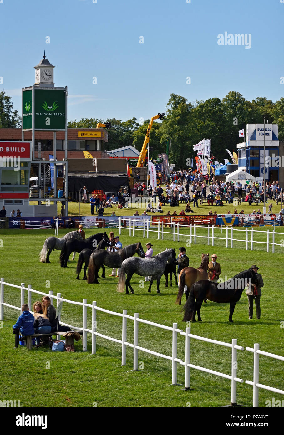 In mano-Highland Pony classe essendo giudicato. Royal Highland Show 2018, Ingliston, Edimburgo, Scozia, Regno Unito, Europa. Foto Stock
