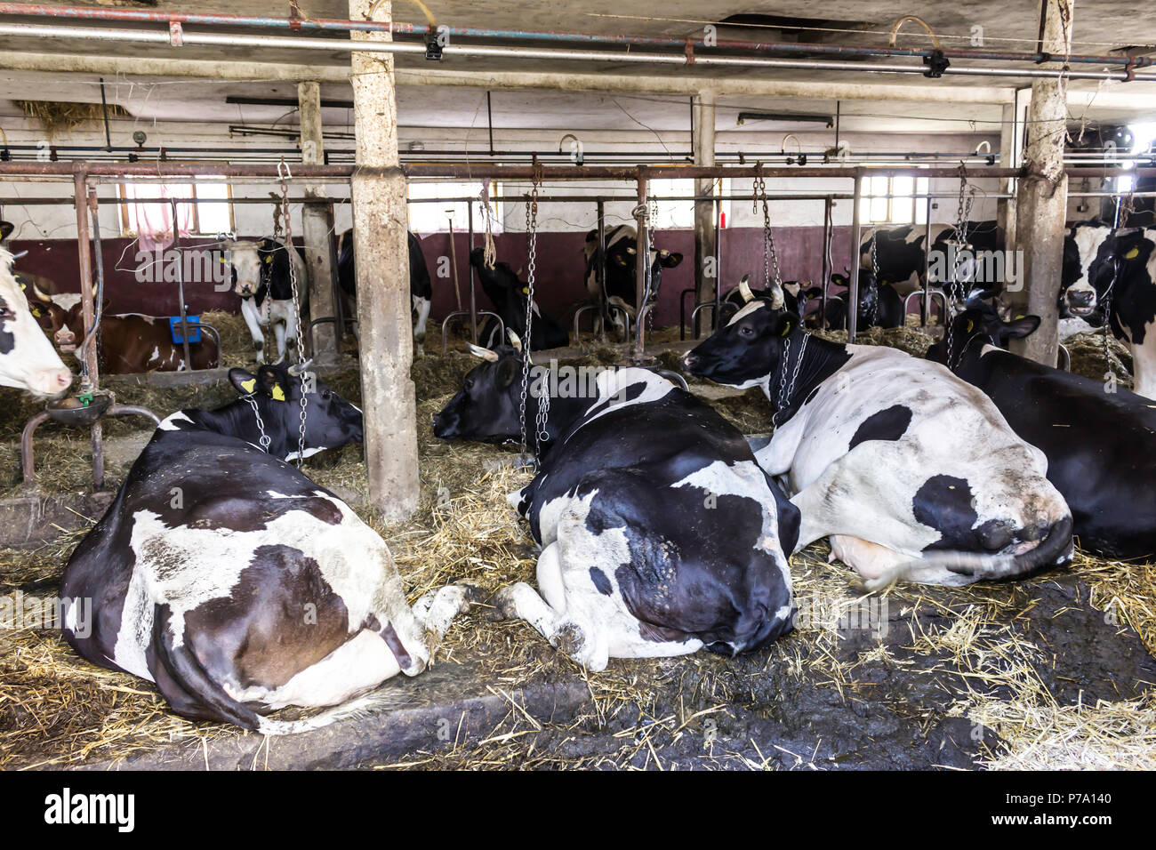 Il motley, in bianco e nero di mucche stand nel granaio. La mammella della vacca close-up. Il letame e paglia e concime sul campo. Rural dairy farm in Europa. Foto Stock
