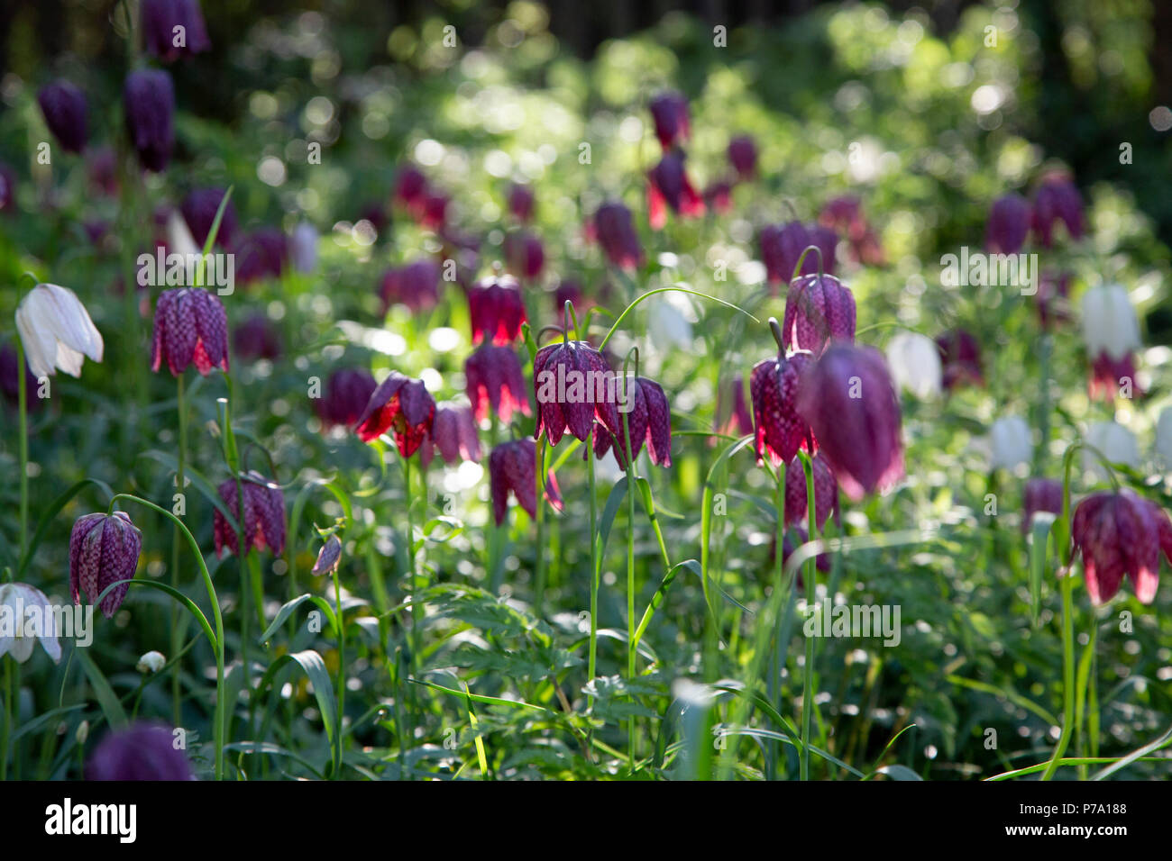 Eurasian specie di pianta flowering, Fritillaria meleagris, dalla famiglia Giglio. Comunemente noto come snake head fritillary. Norfolk, Regno Unito Foto Stock