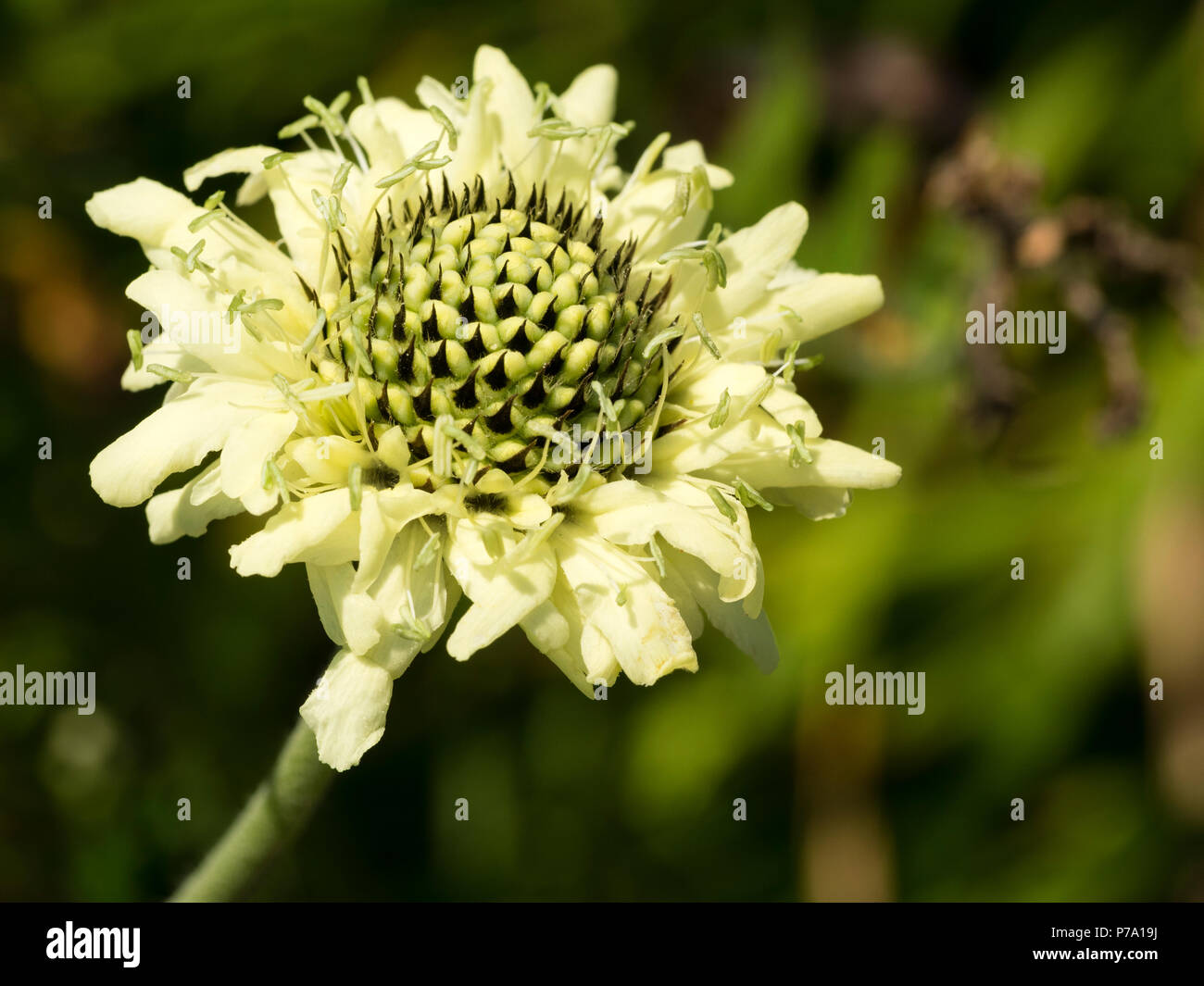 Fiore di apertura testa del gigante scabious, Cephalaria gigantea, un estate perenne fioritura Foto Stock