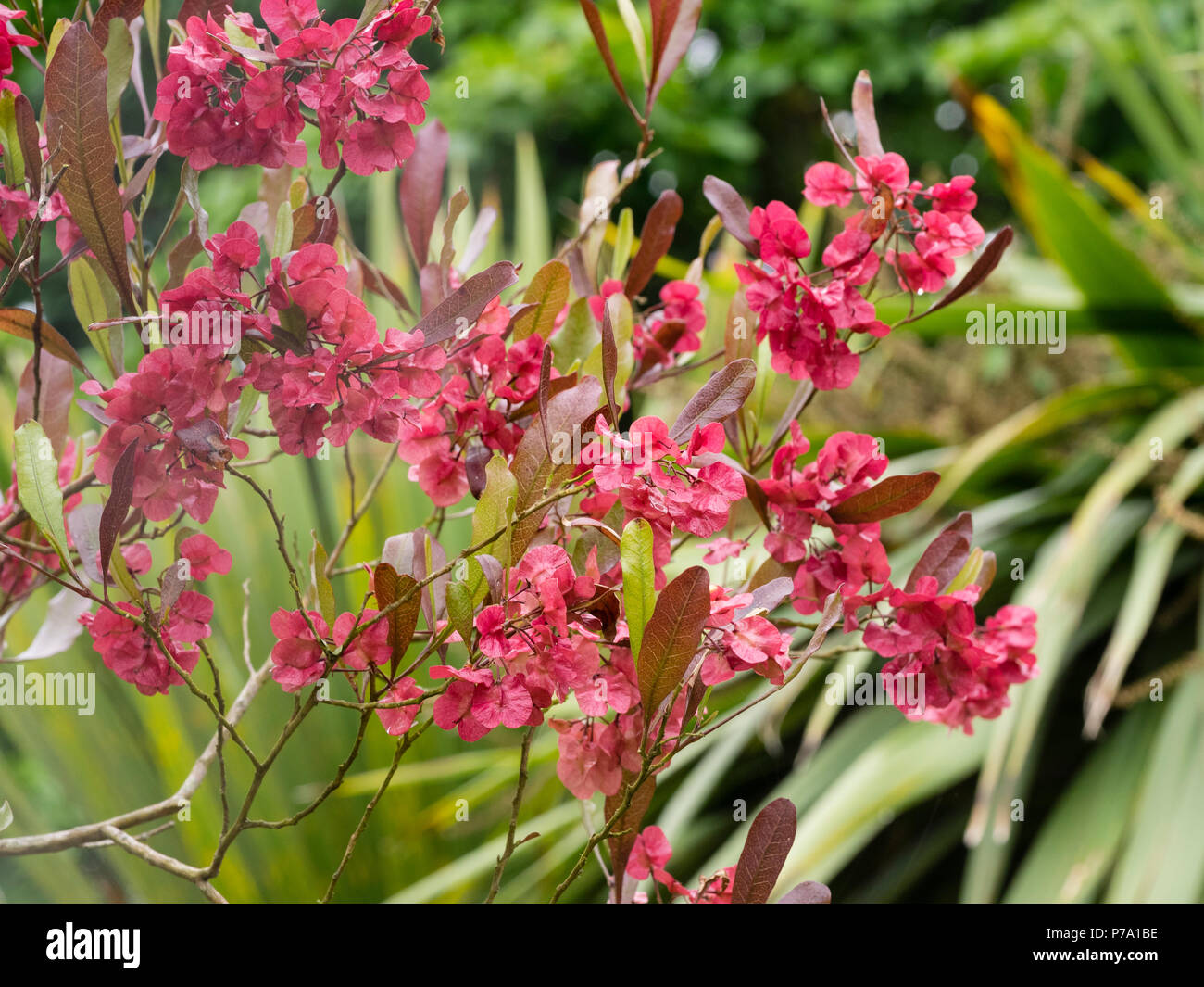 Rosso appariscente teste di seme della evergreen hop bush, Dodonaea viscosa Foto Stock