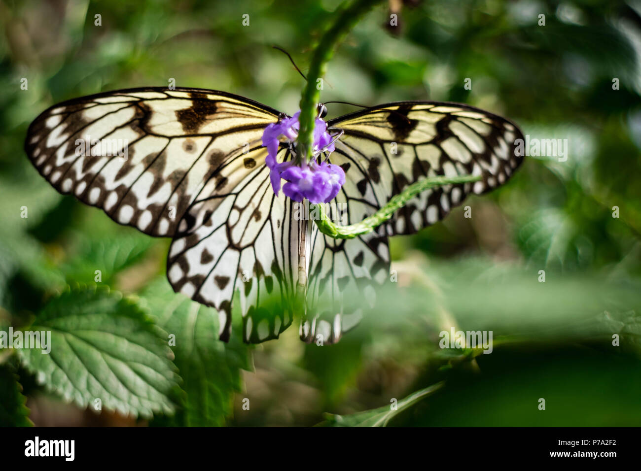 Arancione e nero spotted farfalla posata su una foglia con fiori viola. Foto Stock