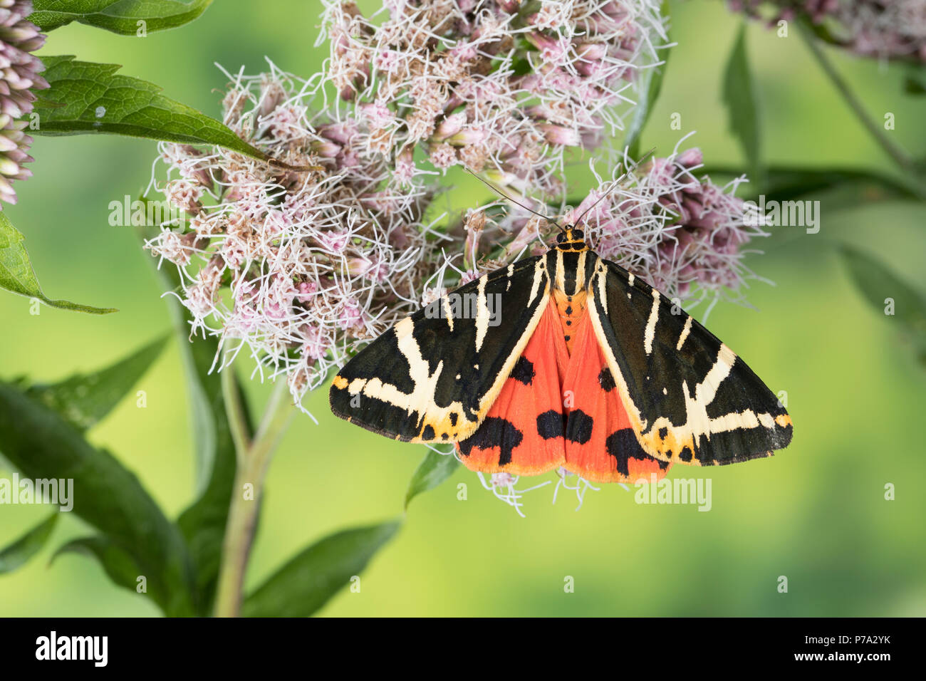 Russischer Bär, Spanische Flagge, Blütenbesuch un Wasserdost, Euplagia quadripunctaria, Callimorpha quadripunctaria, Phalaena quadripunctaria, Jersey Foto Stock