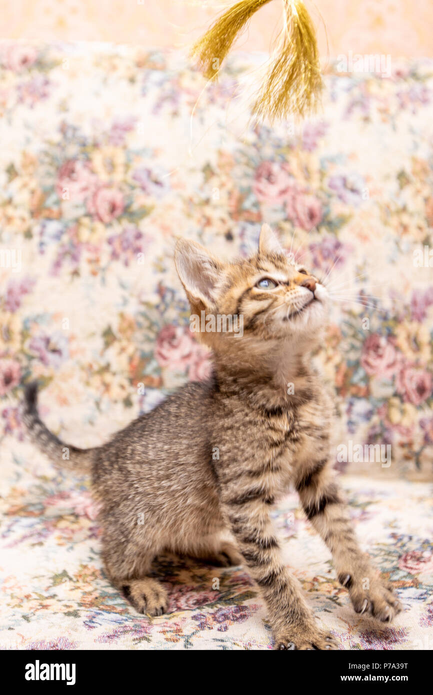 Funny striped kitten sorridente a casa Foto Stock