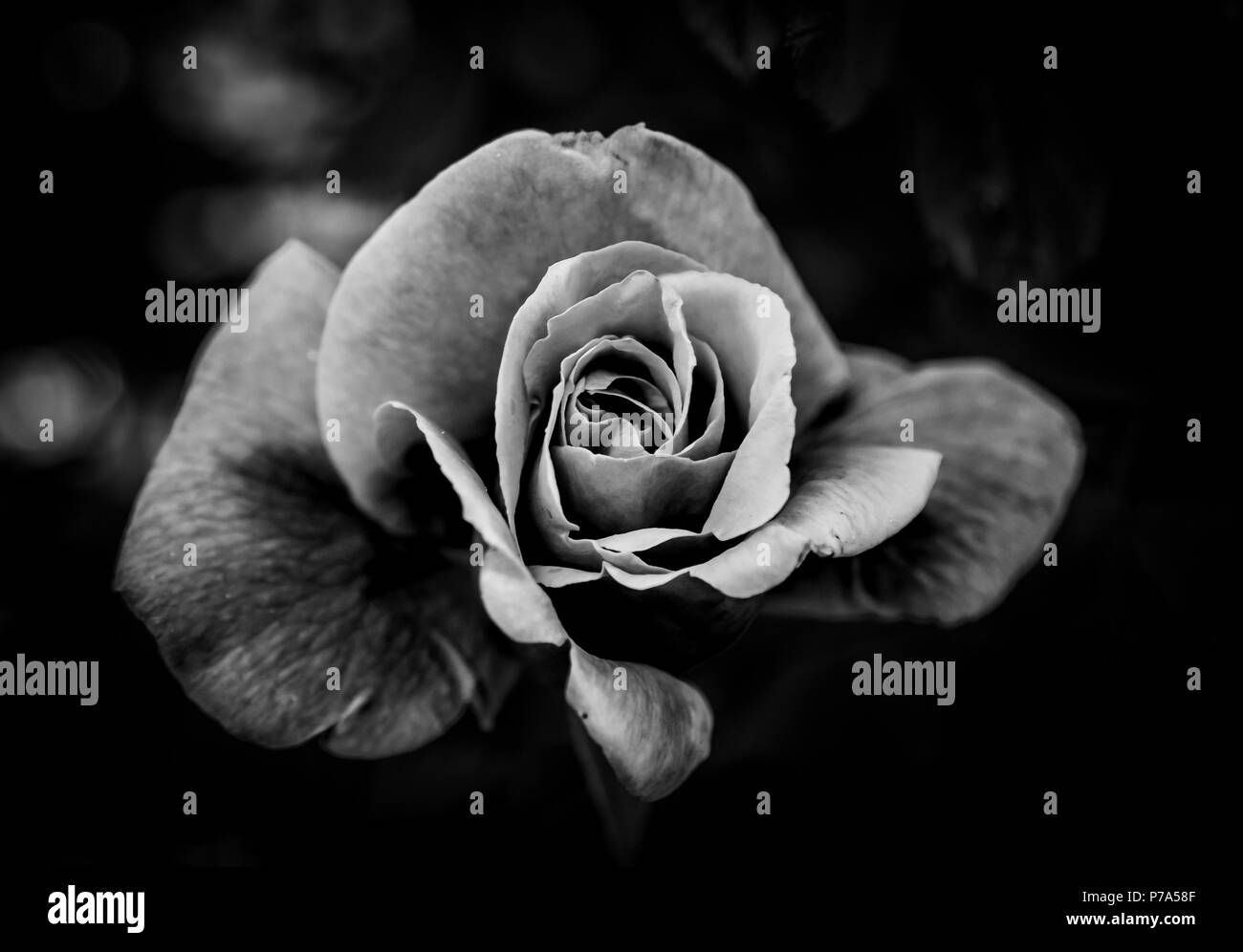 Fiori Foto Stock