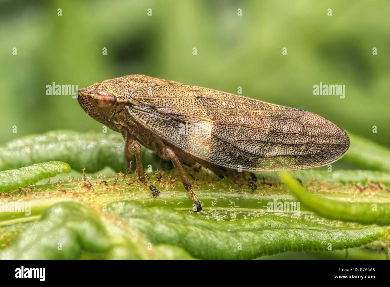 Aphrophora alni froghopper arroccato su bracken. Tipperary, Irlanda Foto Stock