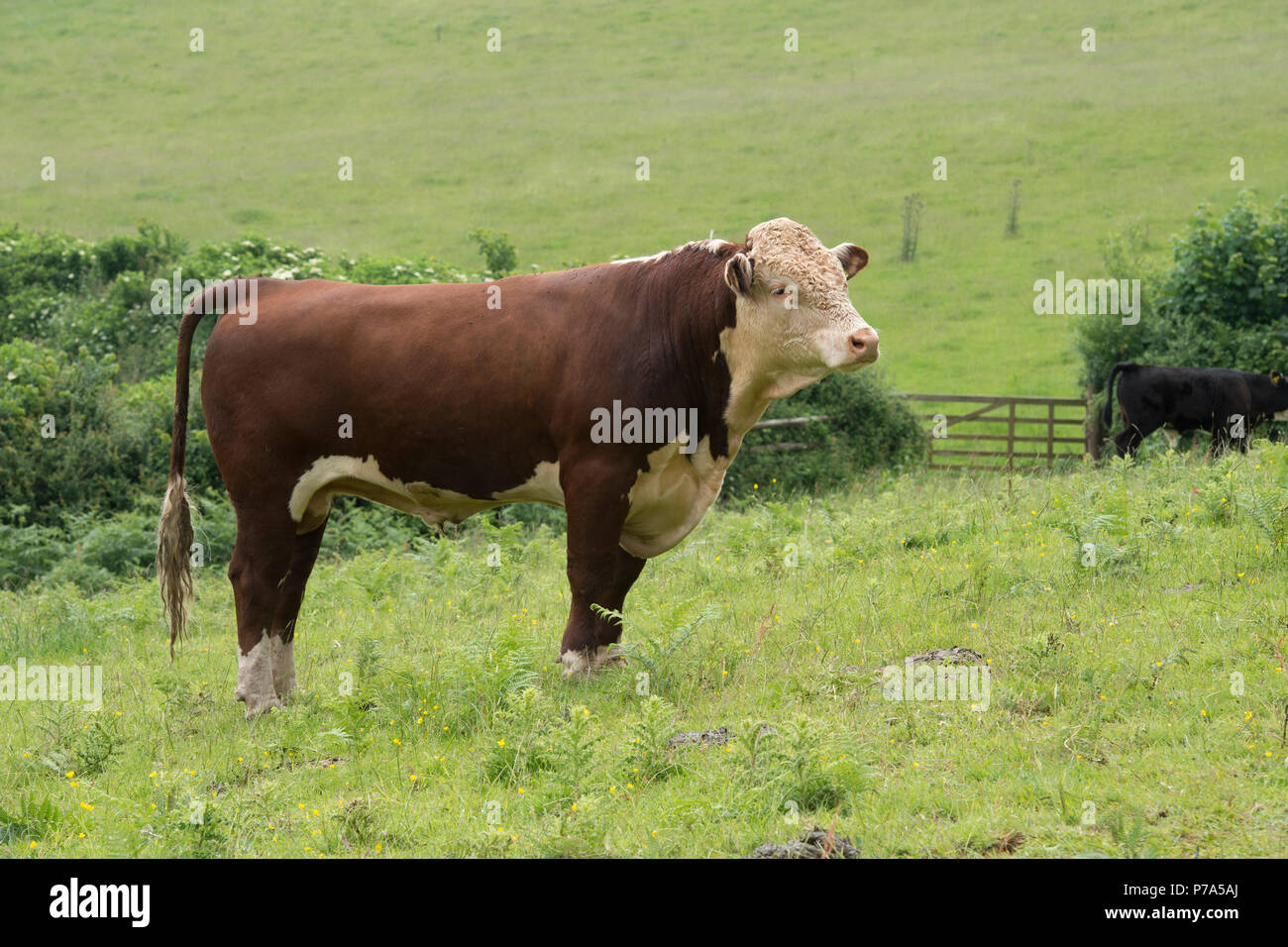 hereford Bull in Field Foto Stock
