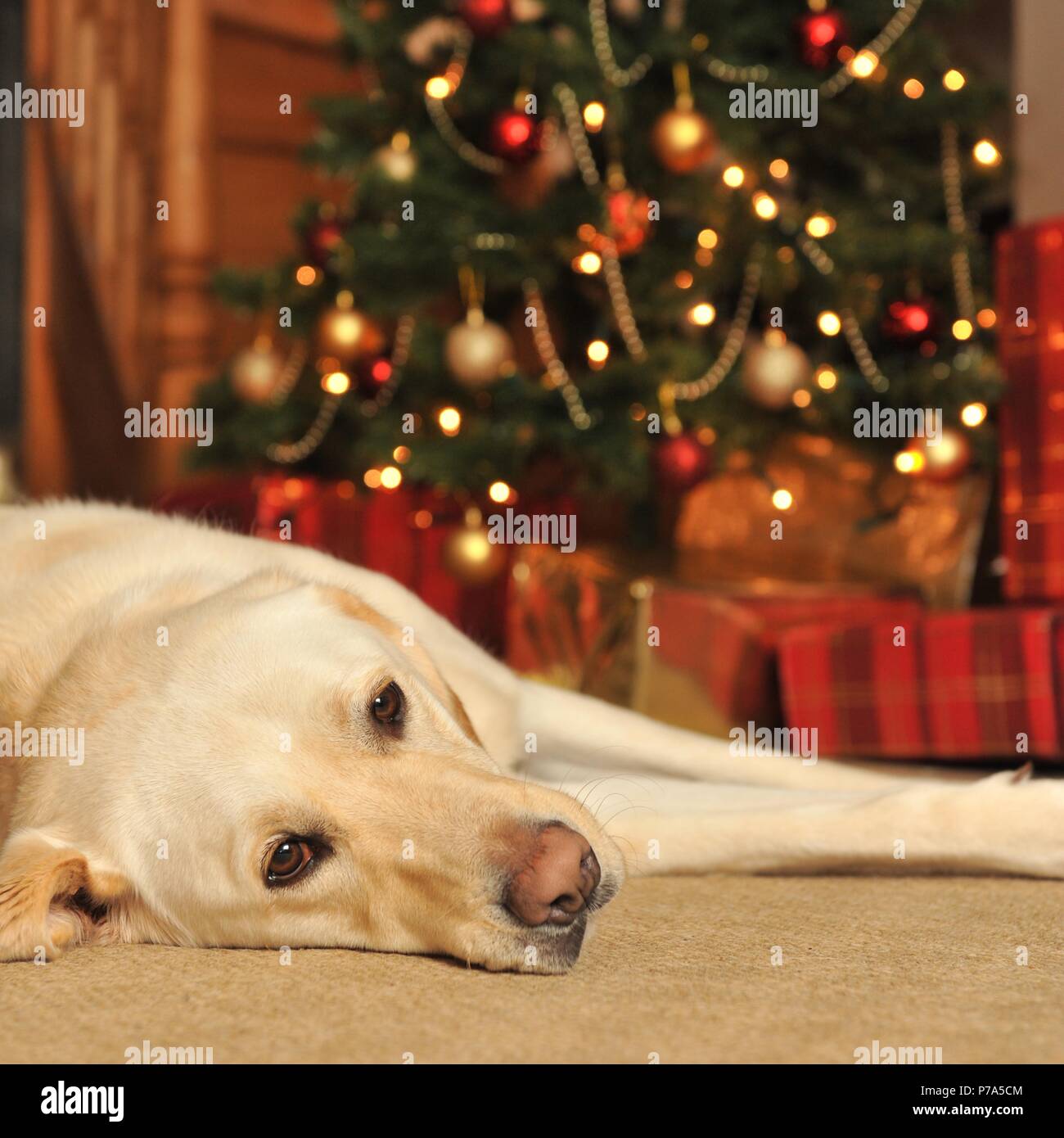 cane di fronte all'albero di natale Foto Stock