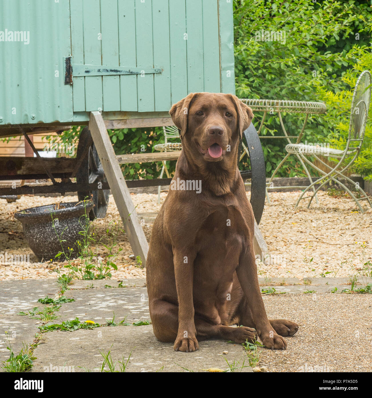 labrador in un cortile Foto Stock