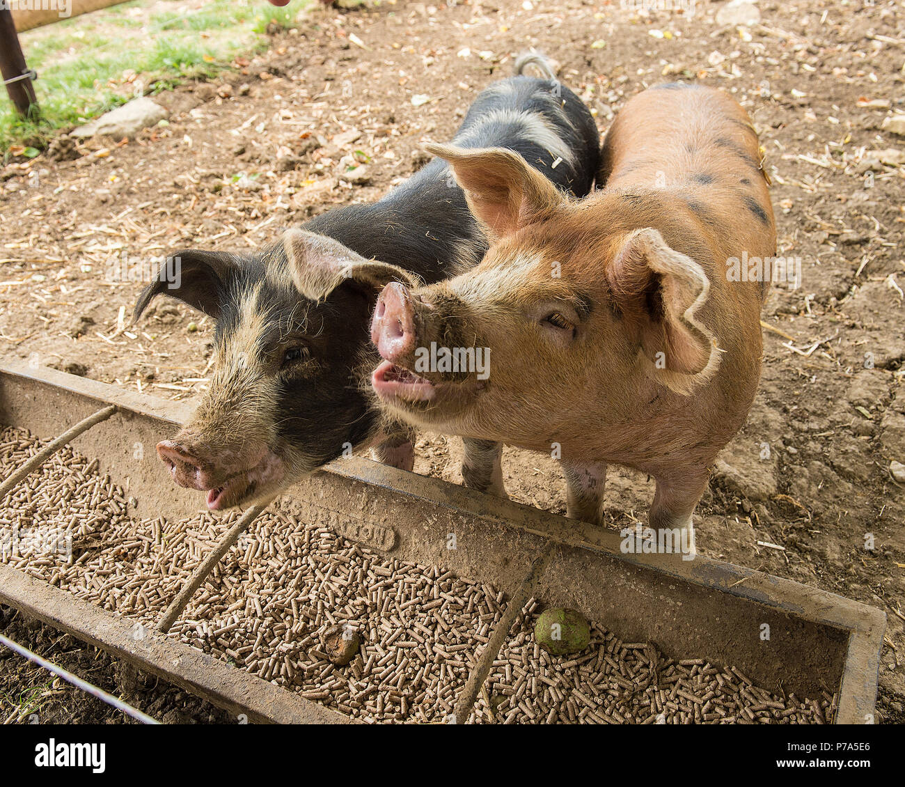 maiali che mangiano da un trogolo Foto Stock