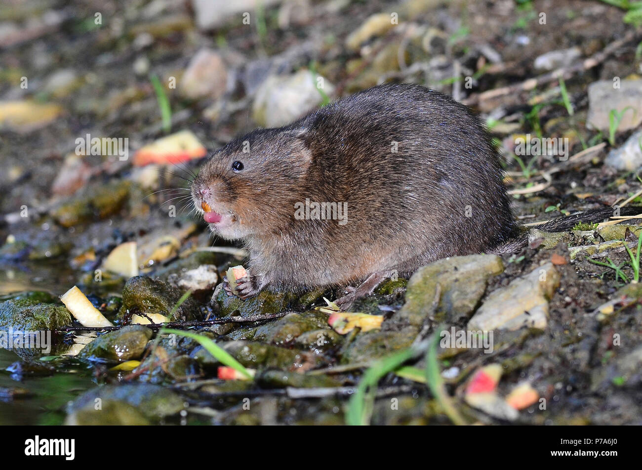 acqua vola arvicola anfibio Foto Stock