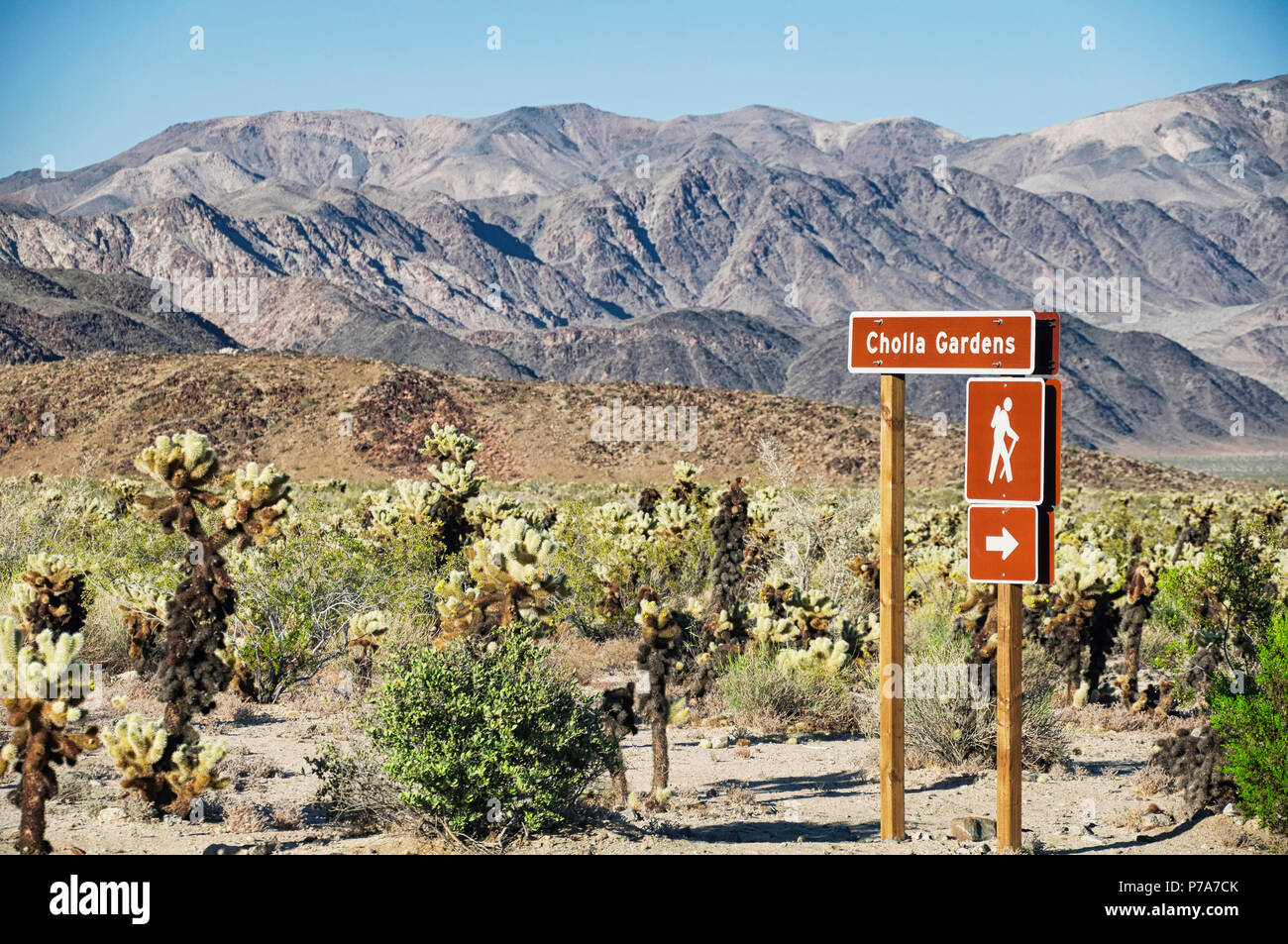 La montagna nel Parco nazionale di Joshua Tree in cholla garden area del bacino di Pinto nella soleggiata California. Foto Stock