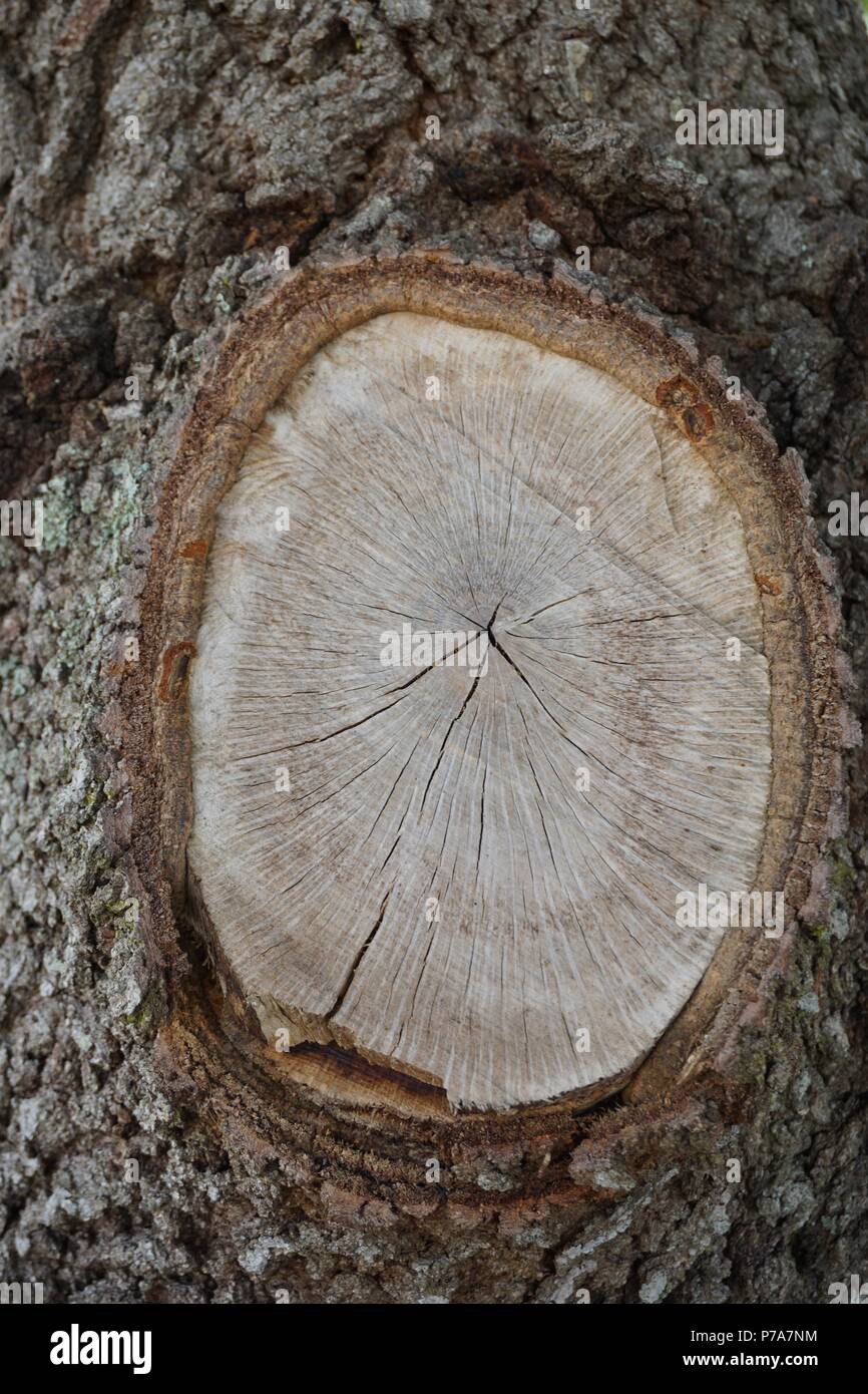 Tronco di albero sezione trasversale Foto Stock