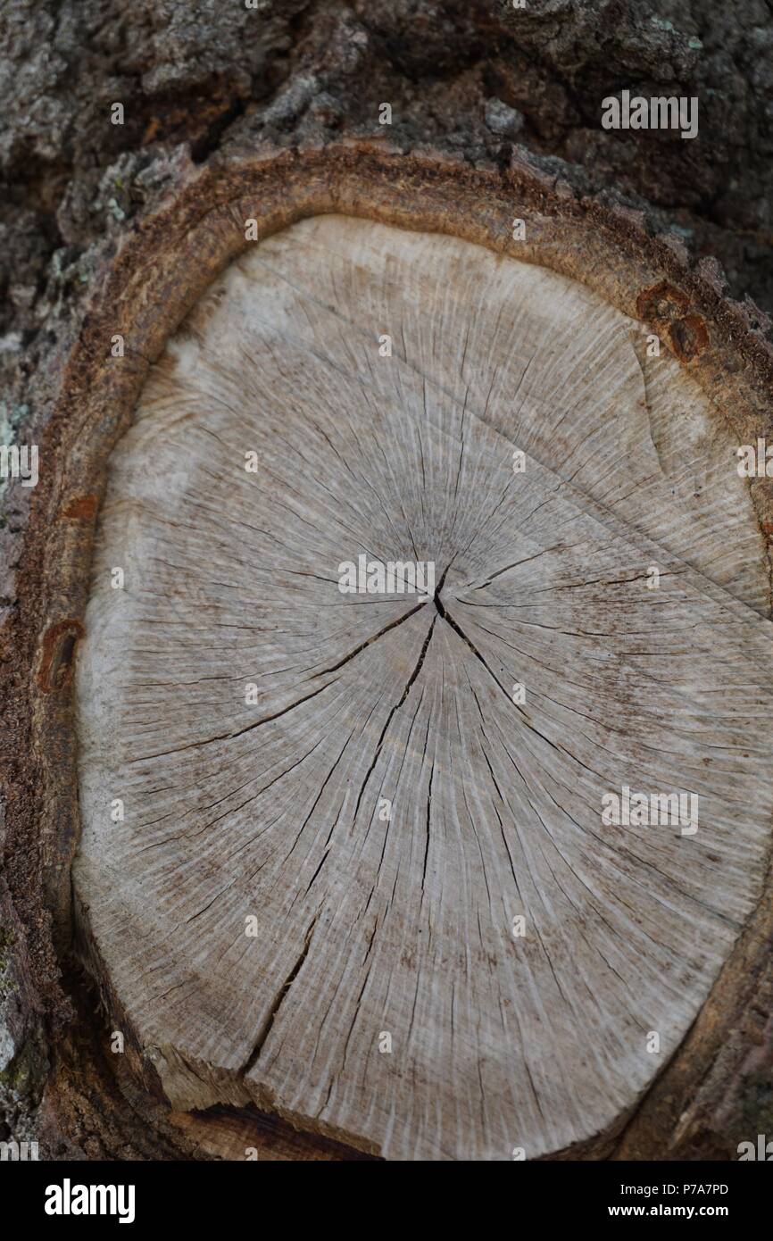 Tronco di albero sezione trasversale Foto Stock