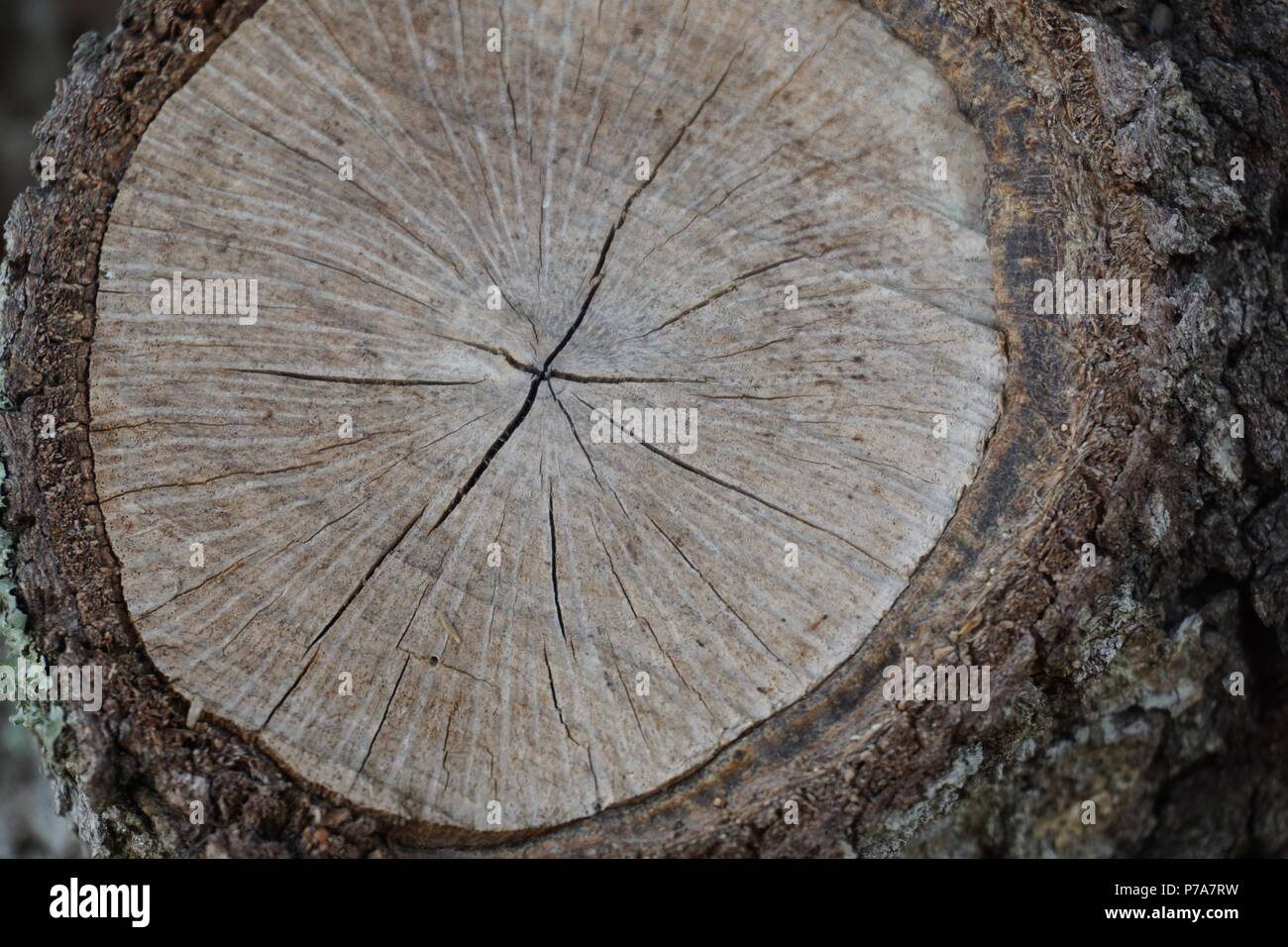 Tronco di albero sezione trasversale Foto Stock