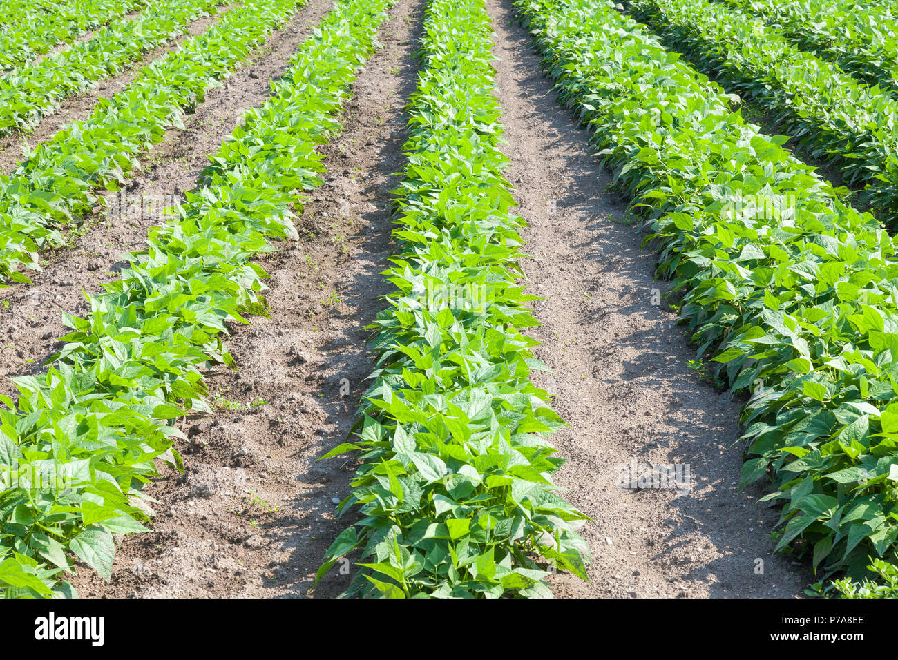 Verde fagiolo piante che crescono in un campo agricolo in primavera a righe sfuggente. Terreni agricoli, ritagliare, agronomia, orticoltura, orto Foto Stock