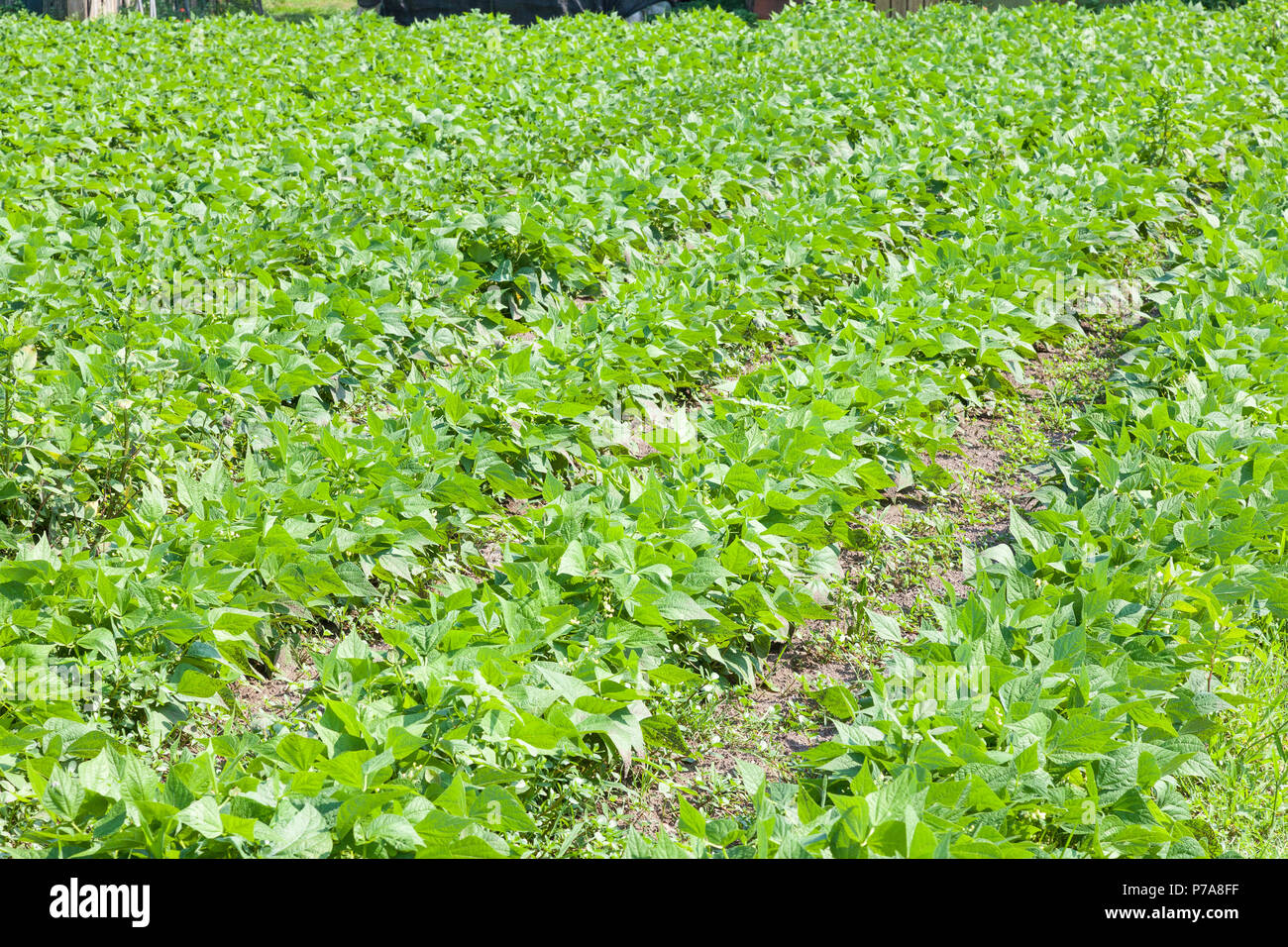 Verde di giovani piante di fagiolo che cresce in un campo agricolo in primavera. Agriturismo il raccolto, agronomia, la coltivazione, la propagazione Foto Stock