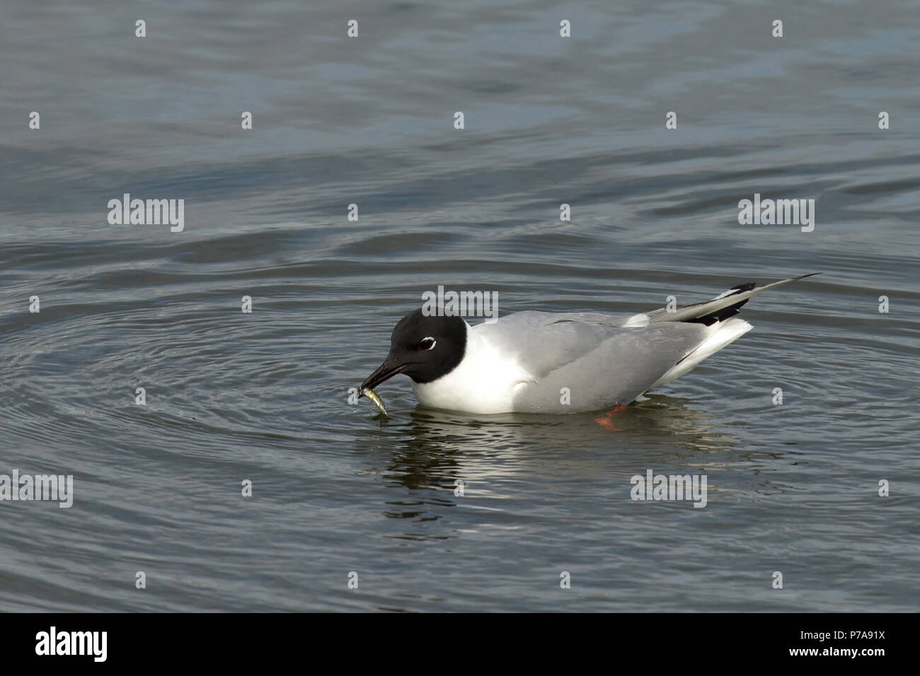 Un Napoleone (gabbiano Chroicocephalus philadelphia) si prepara a mangiare un piccolo pesce che ha catturato da Wasilla Lake, Alaska. Foto Stock