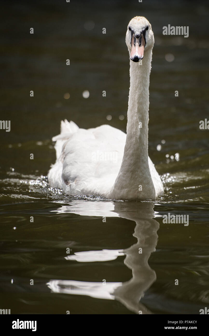 Berlino, Germania. 02Luglio, 2018. Un cigno nuotare sul Landwehr Canal. Credito: Arne Bänsch/dpa/Alamy Live News Foto Stock