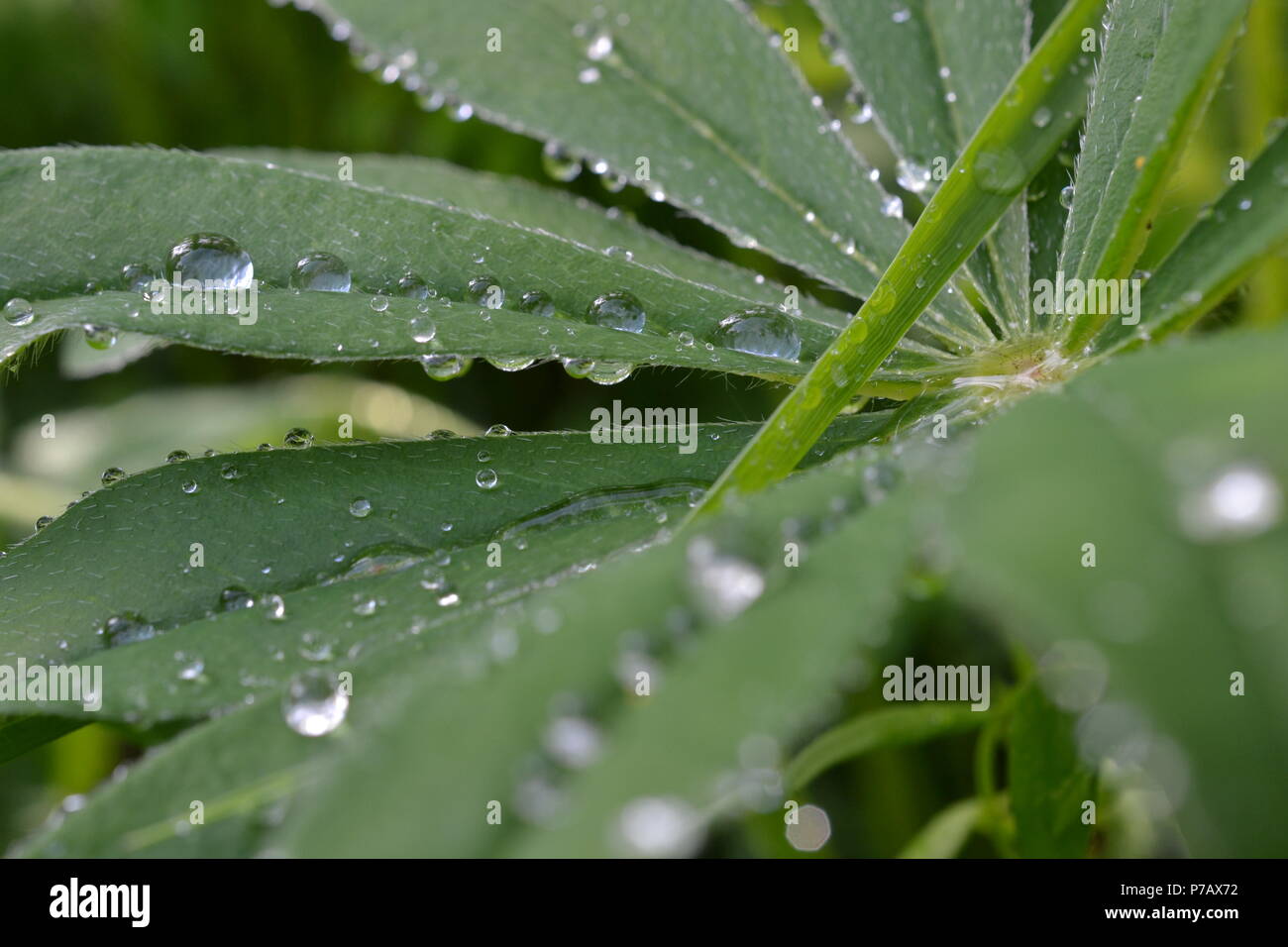 Lupinus Foto Stock