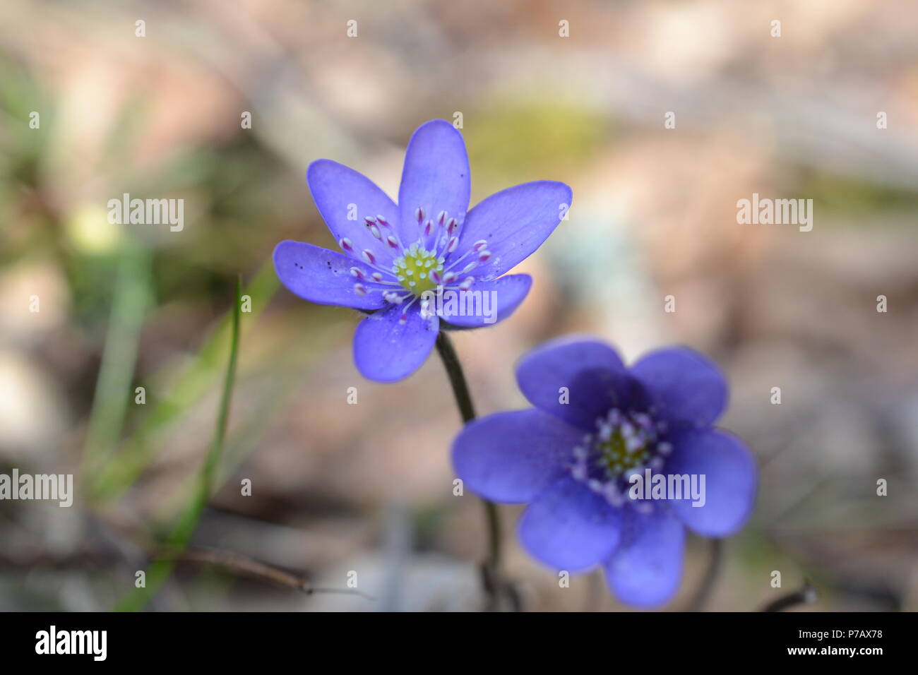 Hepatica Foto Stock