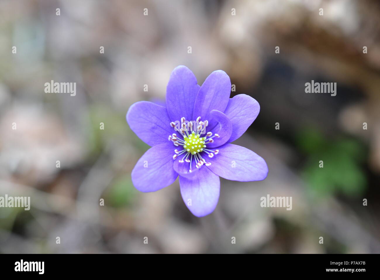 Hepatica Foto Stock