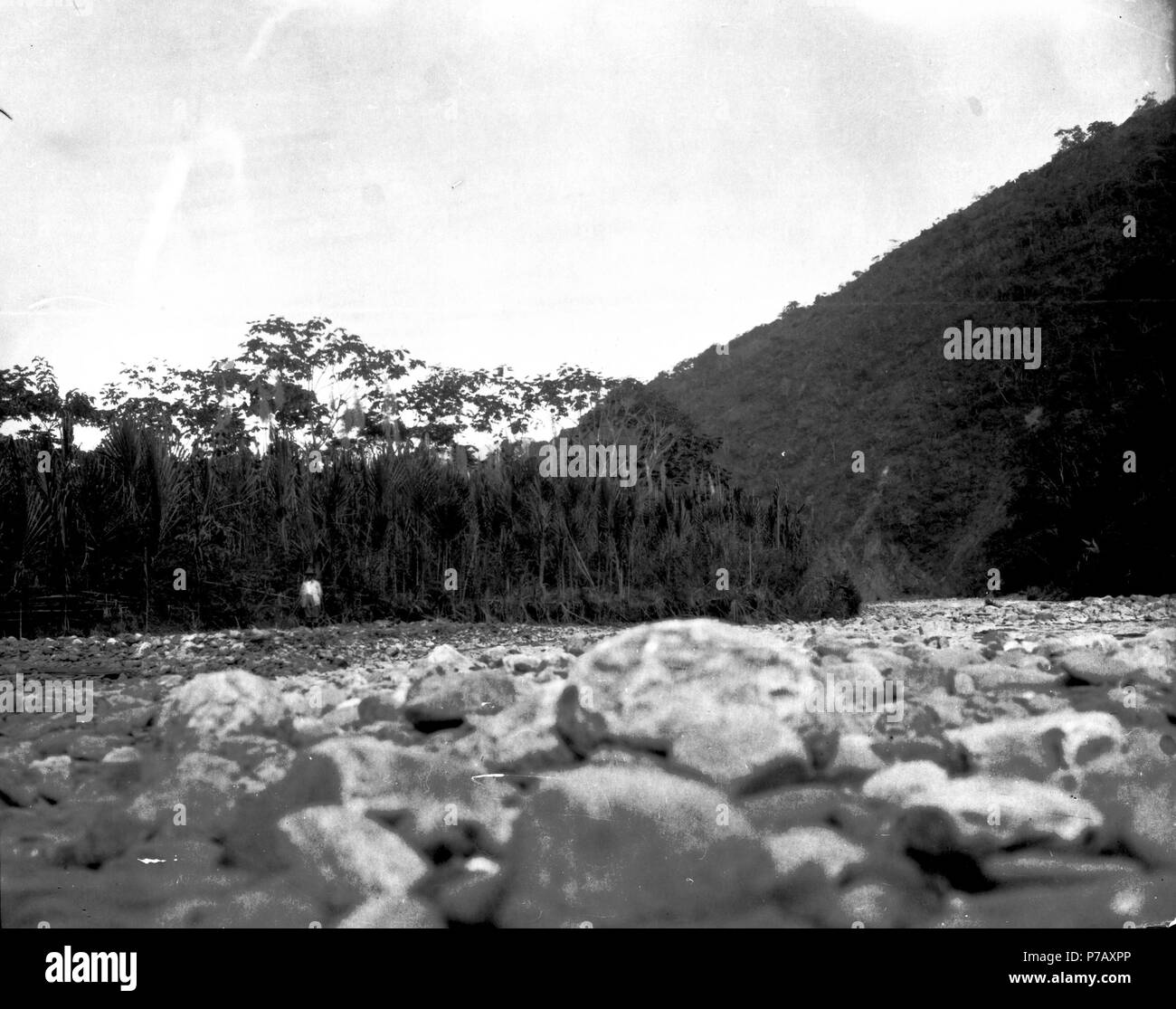 224 Vegetationsbild pilgräs med. Sydamerika, Rio Tuiche. Bolivia - SMVK - 002366 Foto Stock