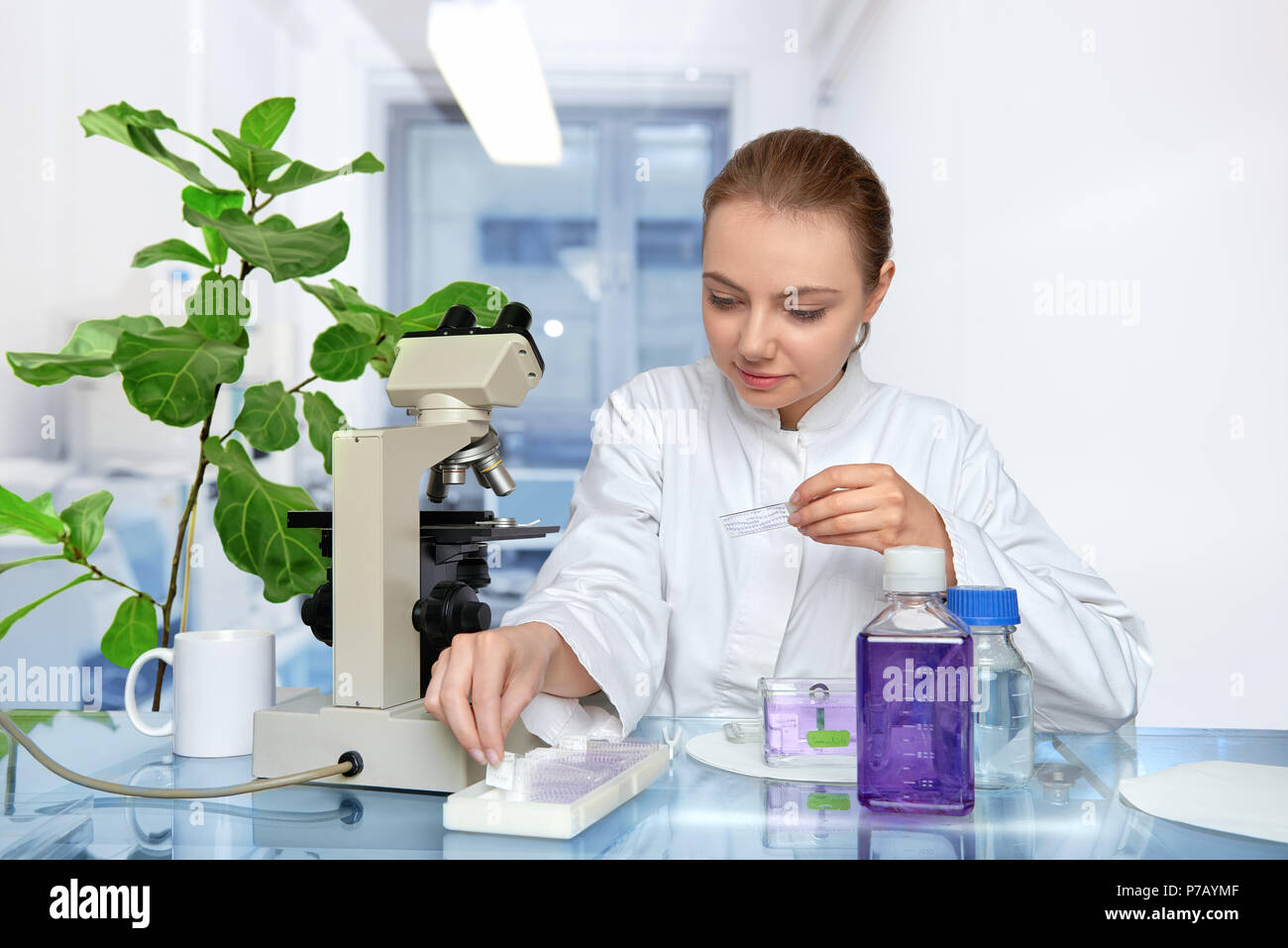 Giovani femmine microscopist in camice bianco seleziona un campione di tessuto per analisi al microscopio Foto Stock