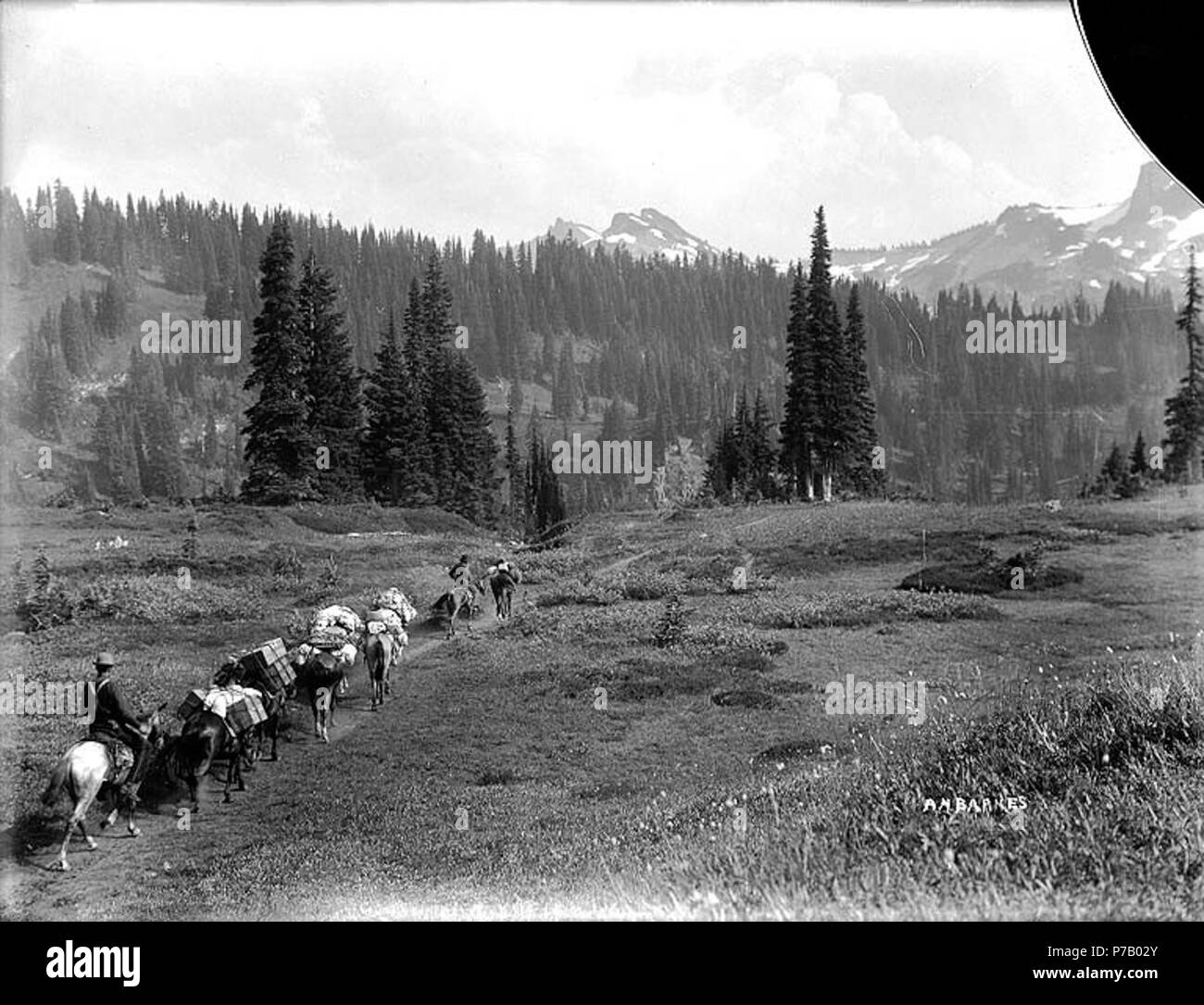 . Inglese: Mazama parte a cavallo, Paradise Park, il Parco Nazionale del Monte Rainier, Washington, ca. 1918. Inglese: sul manicotto di negativo: Mt. Tacoma. Mazama pack in treno in Paradise Park. Soggetti (LCTGM): Packtrains--Washington (stato)--Paradise Park; cavalli--Washington (stato)--Paradise Park soggetti (LCSH): Paradise Park (Washington); Mount Rainier National Park (Washington) . circa 1918 56 Mazama parte a cavallo, Paradise Park, il Parco Nazionale del Monte Rainier, Washington, ca 1918 bar (228) Foto Stock