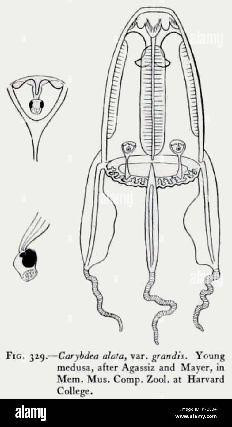 Italiano: Carybdea alata, var. grandis (=Alatina grandis); Medusa giovane, secondo Agassiz e Mayer, in Mem. Mus. Comp. Zool. all'Università di Harvard. Inglese: Carybdea alata, var. grandis. Giovani medusa, dopo Agassiz & Mayer, in Mem. Mus. Comp. Zool. presso la Harvard College. 25 Agosto 1910 56 Medusae del mondo-vol03 fig329 Foto Stock